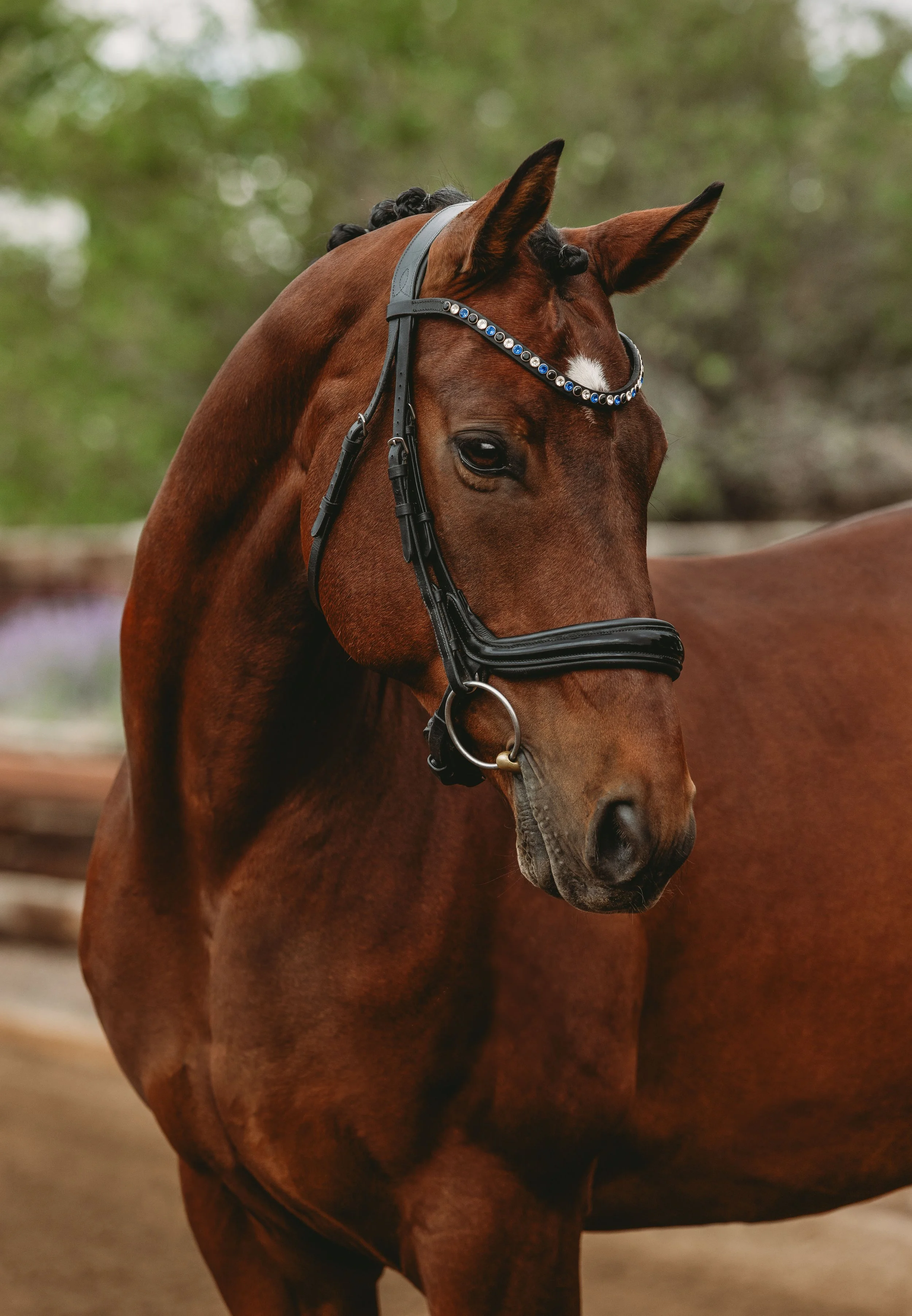 Equine Portrait Bay Dressage Warmblood