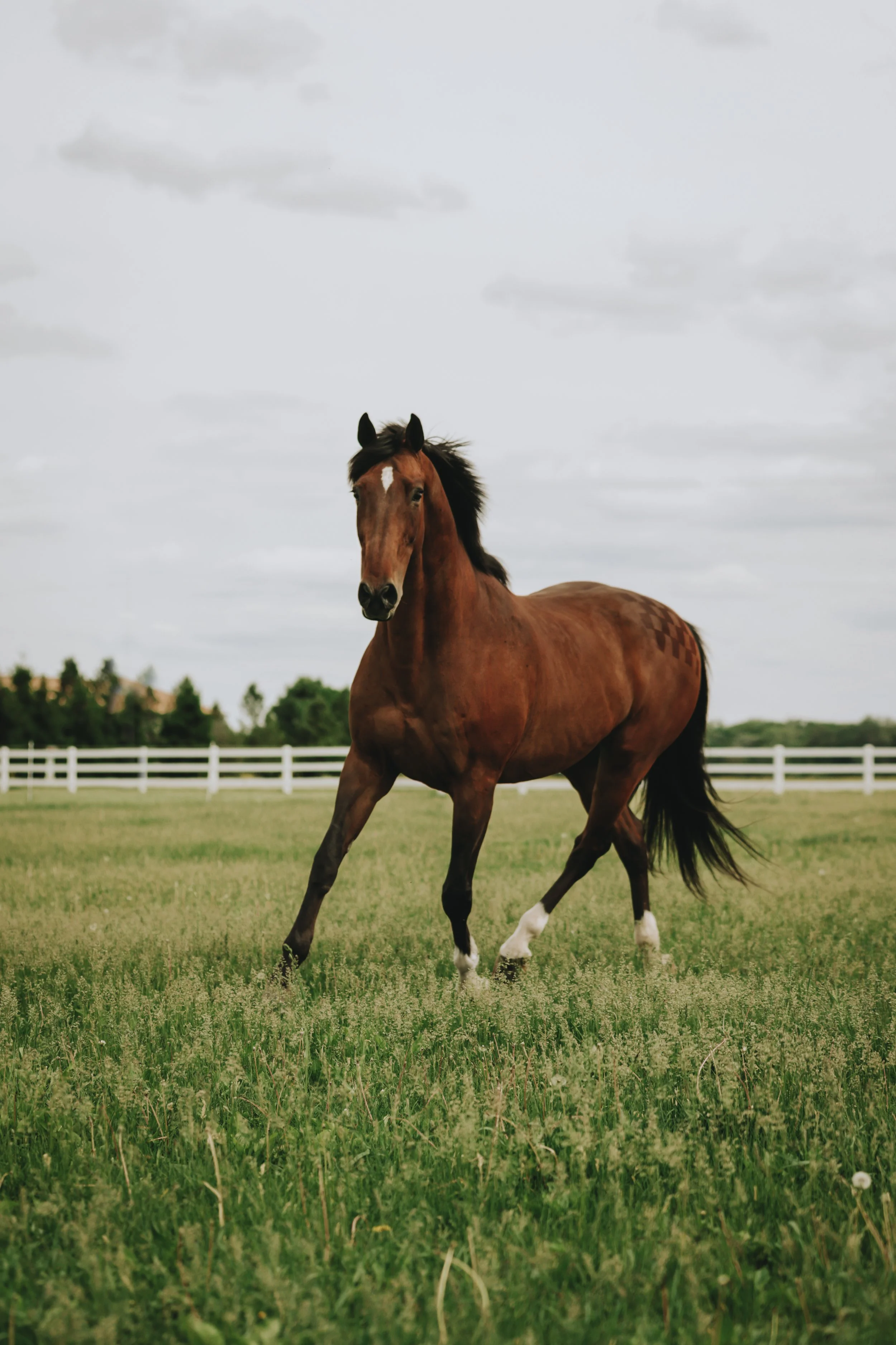Equine Portrait summer