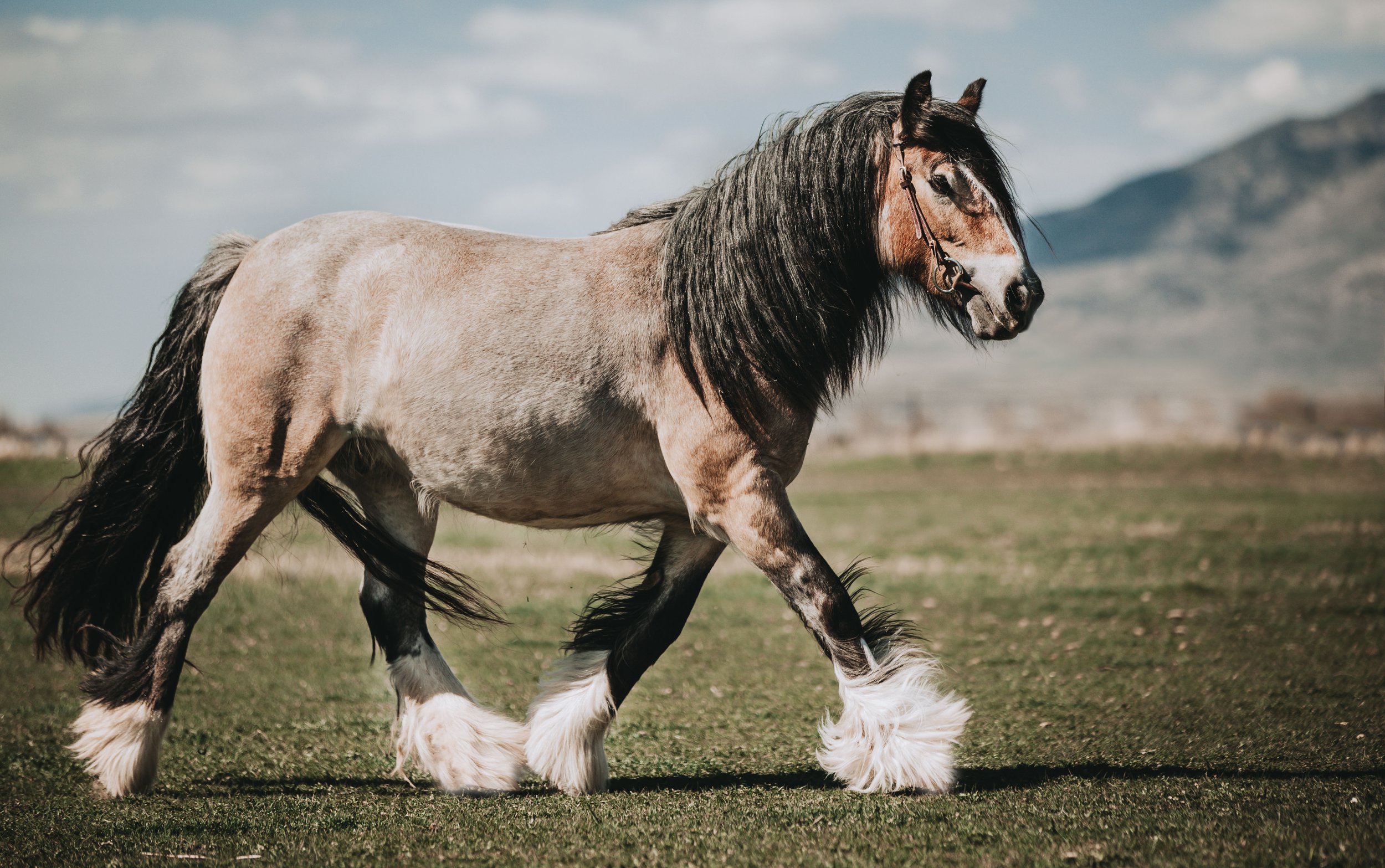 A horse with a brown and white coat and a black mane walking on green grass with mountains and a partly cloudy sky in the background.