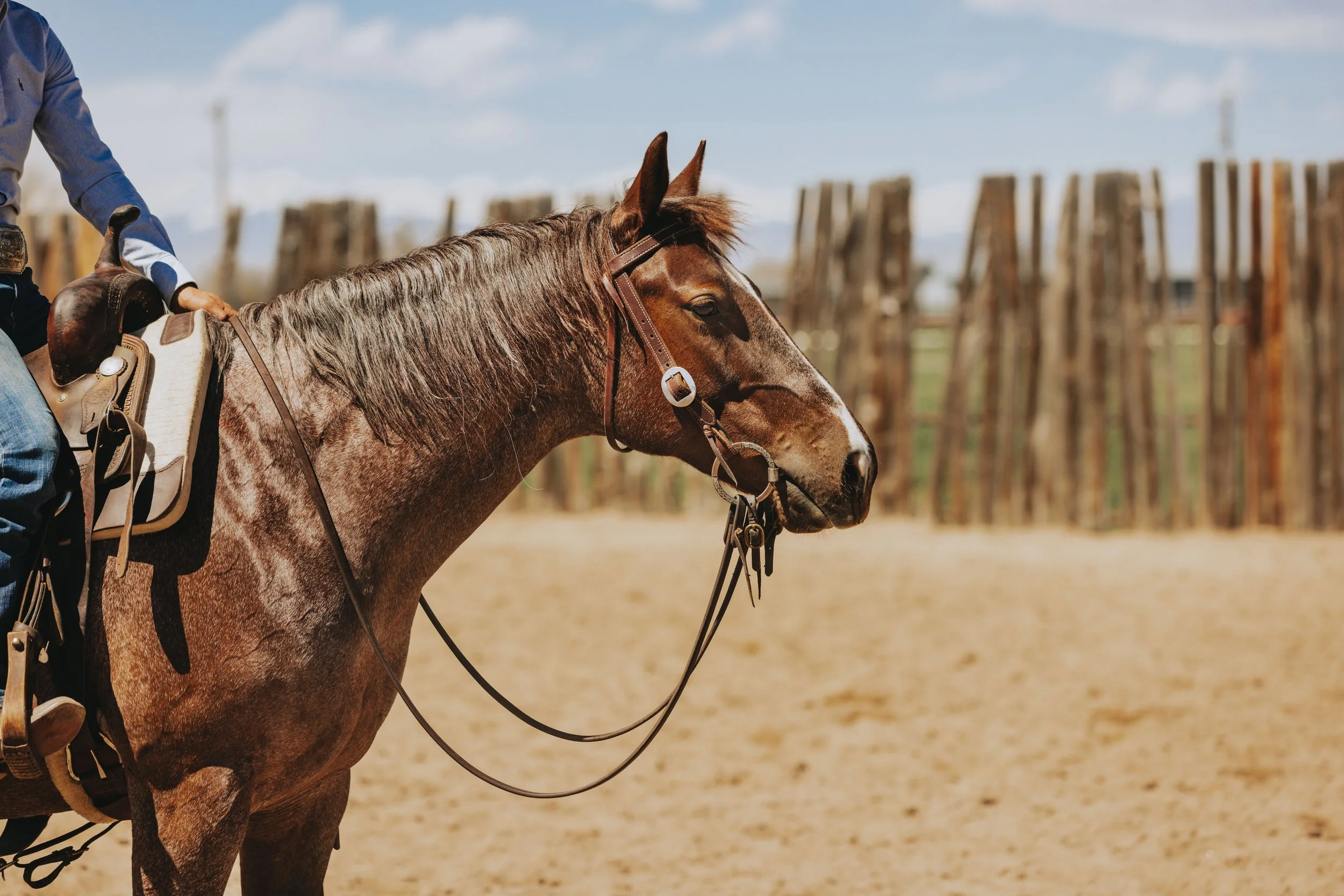 Under Saddle Portraits Western Head Shot