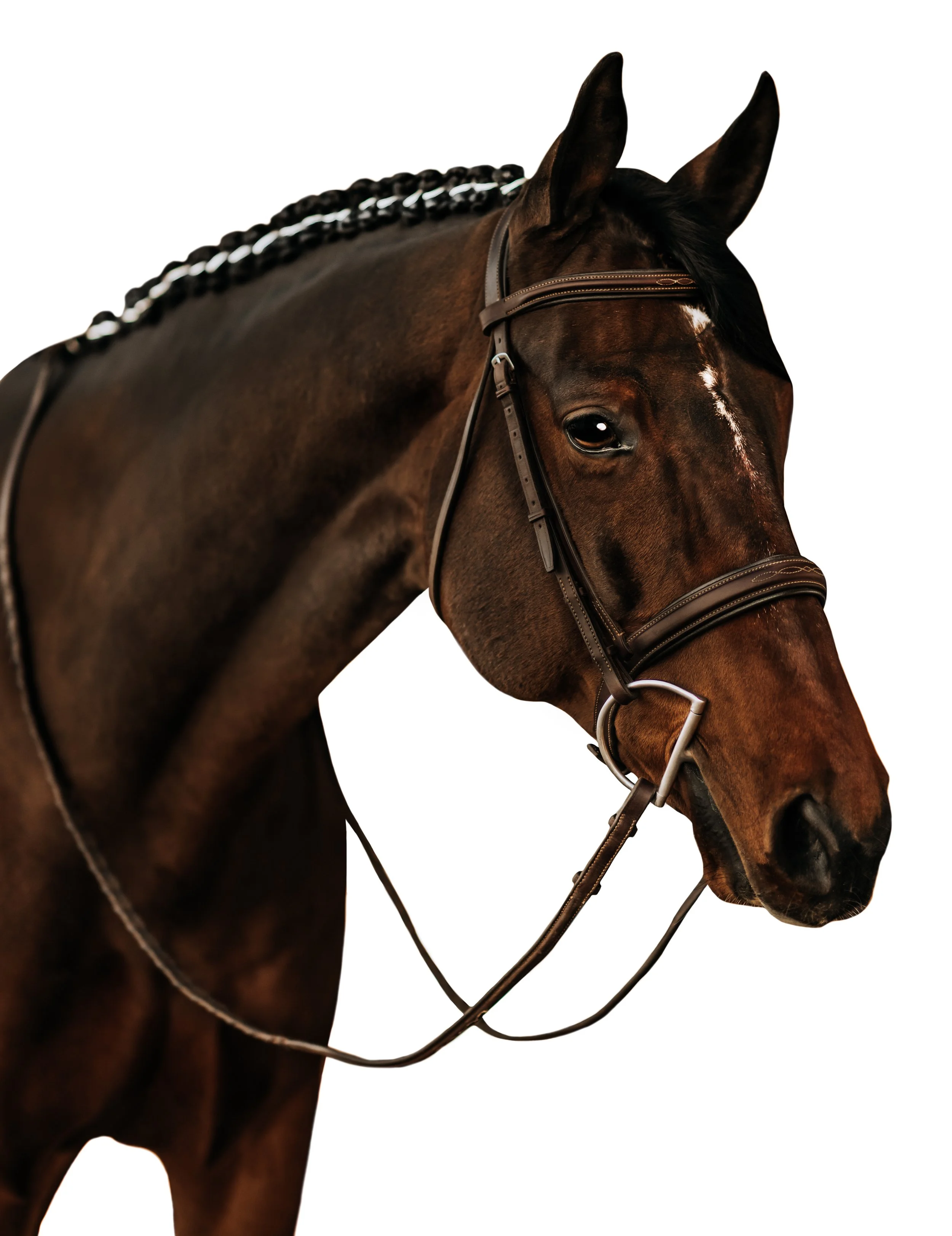 Equine White Background Portrait Headshot Colorado