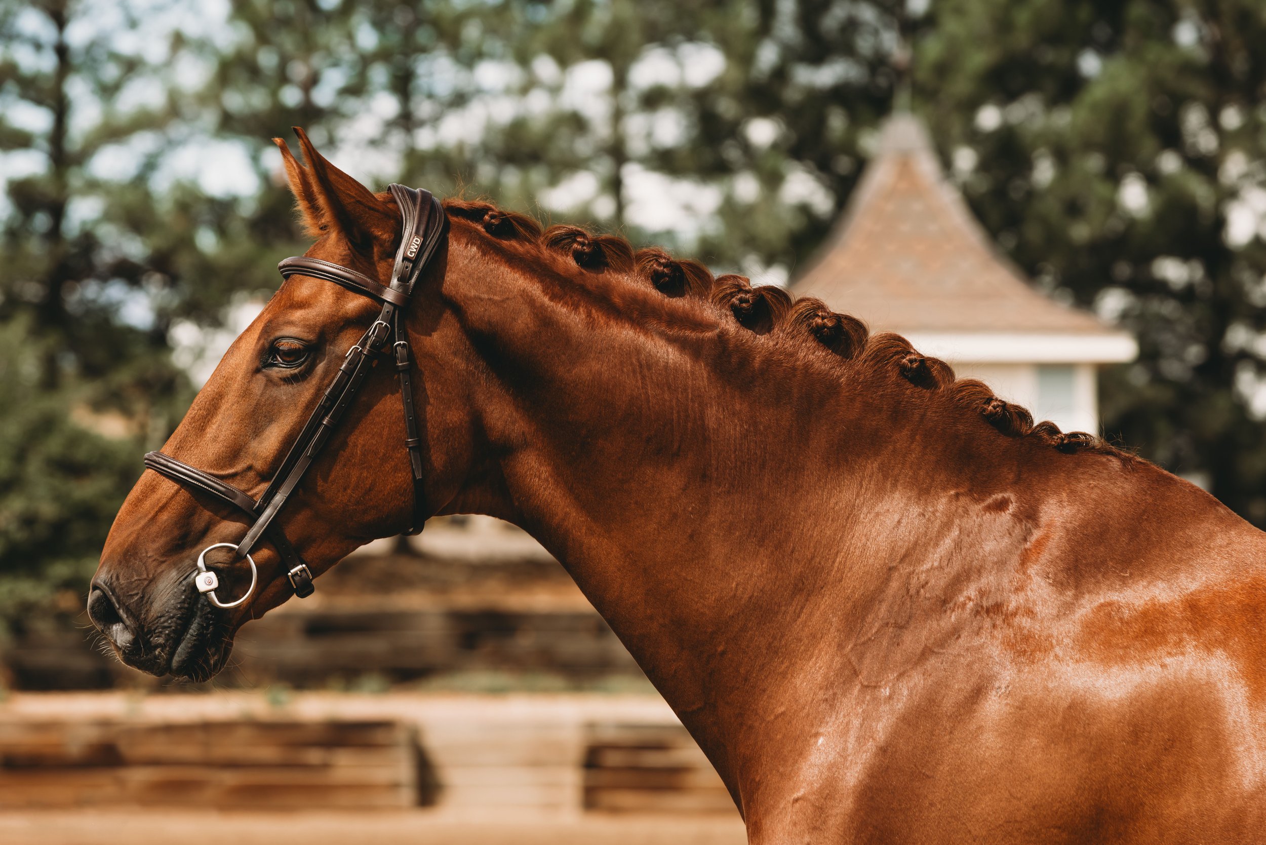 Close-up of two chestnut horses with braided manes standing side by side outdoors with a building and trees in the background.