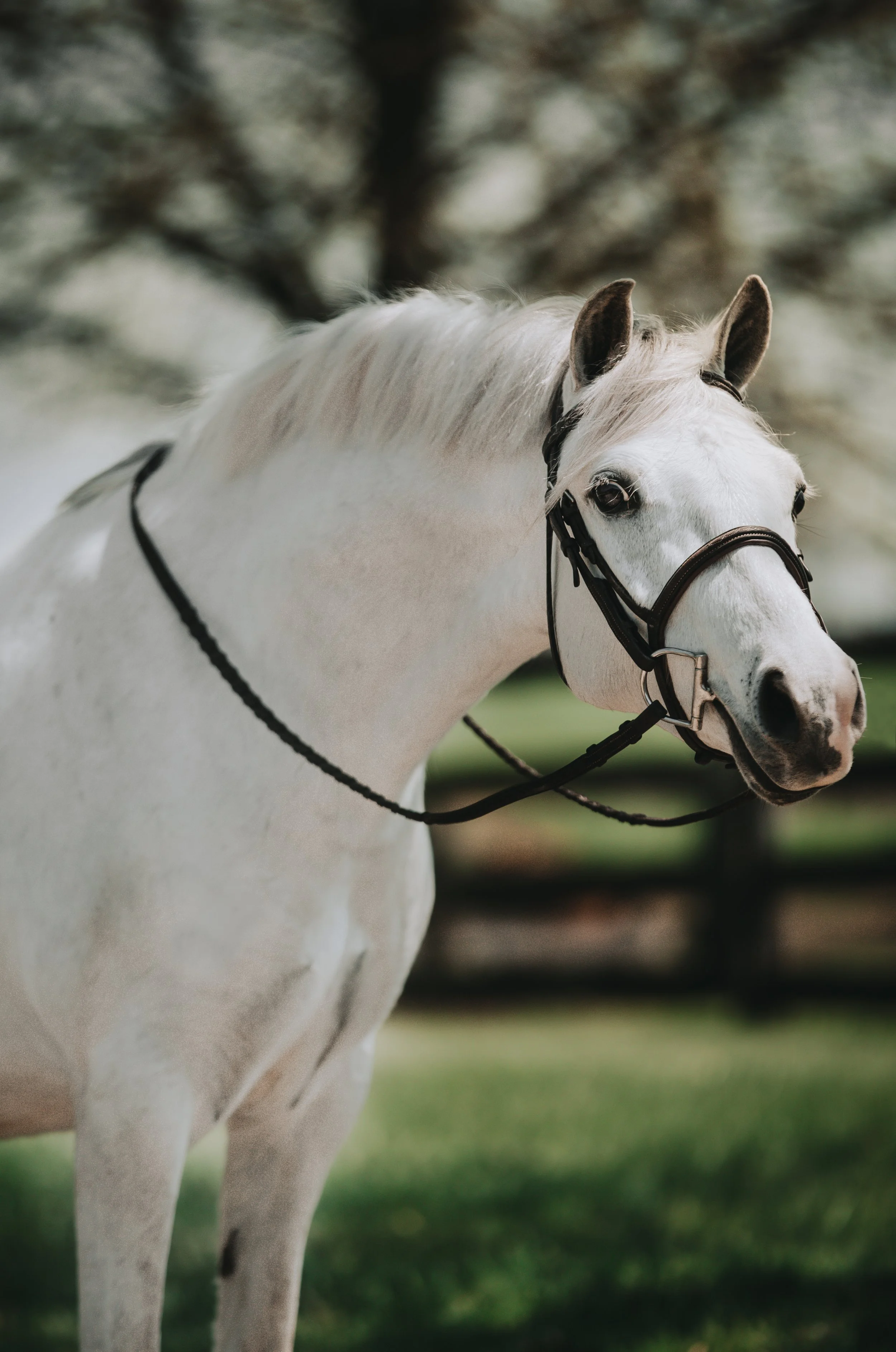 A white horse with a brown bridle standing outdoors with a blurred background of trees and grass.