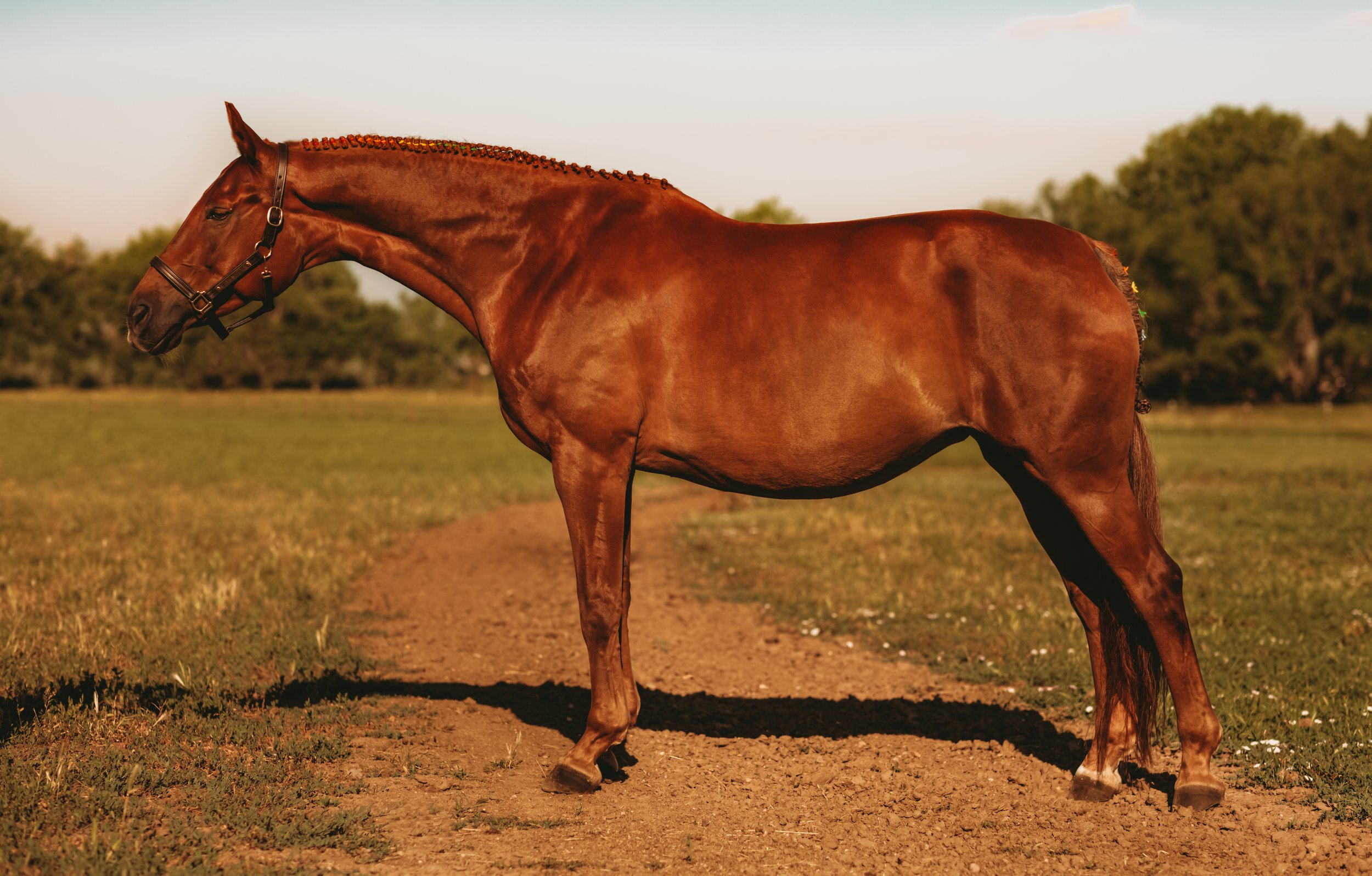 A chestnut horse standing on a dirt path with rainbow braids in a grassy field with trees in the background under a clear sky.