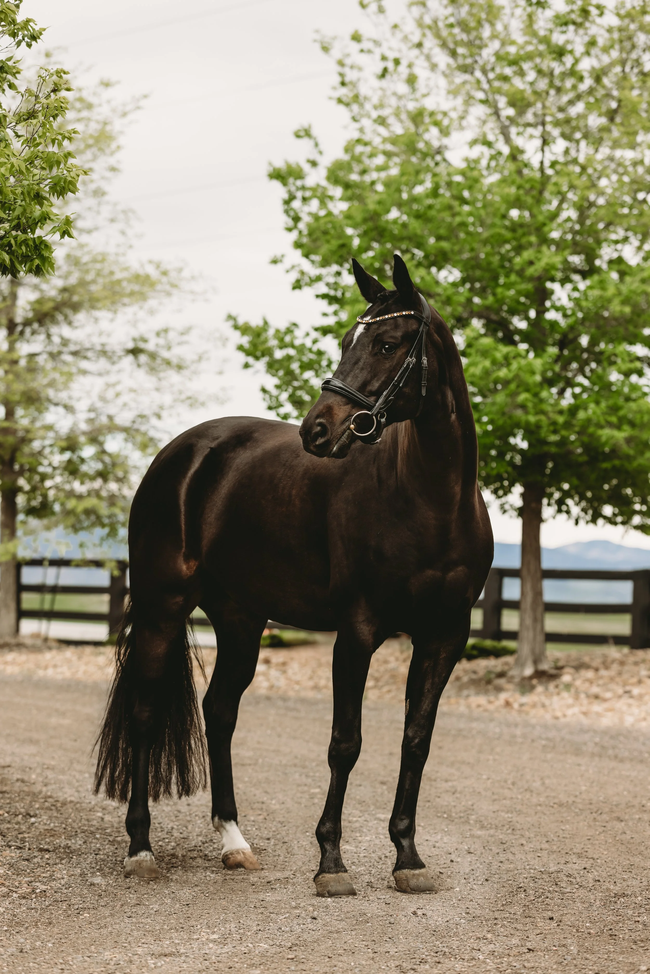 Black horse with white markings on its face and socks on its legs standing on a dirt surface outdoors, surrounded by green trees and a wooden fence in the background.
