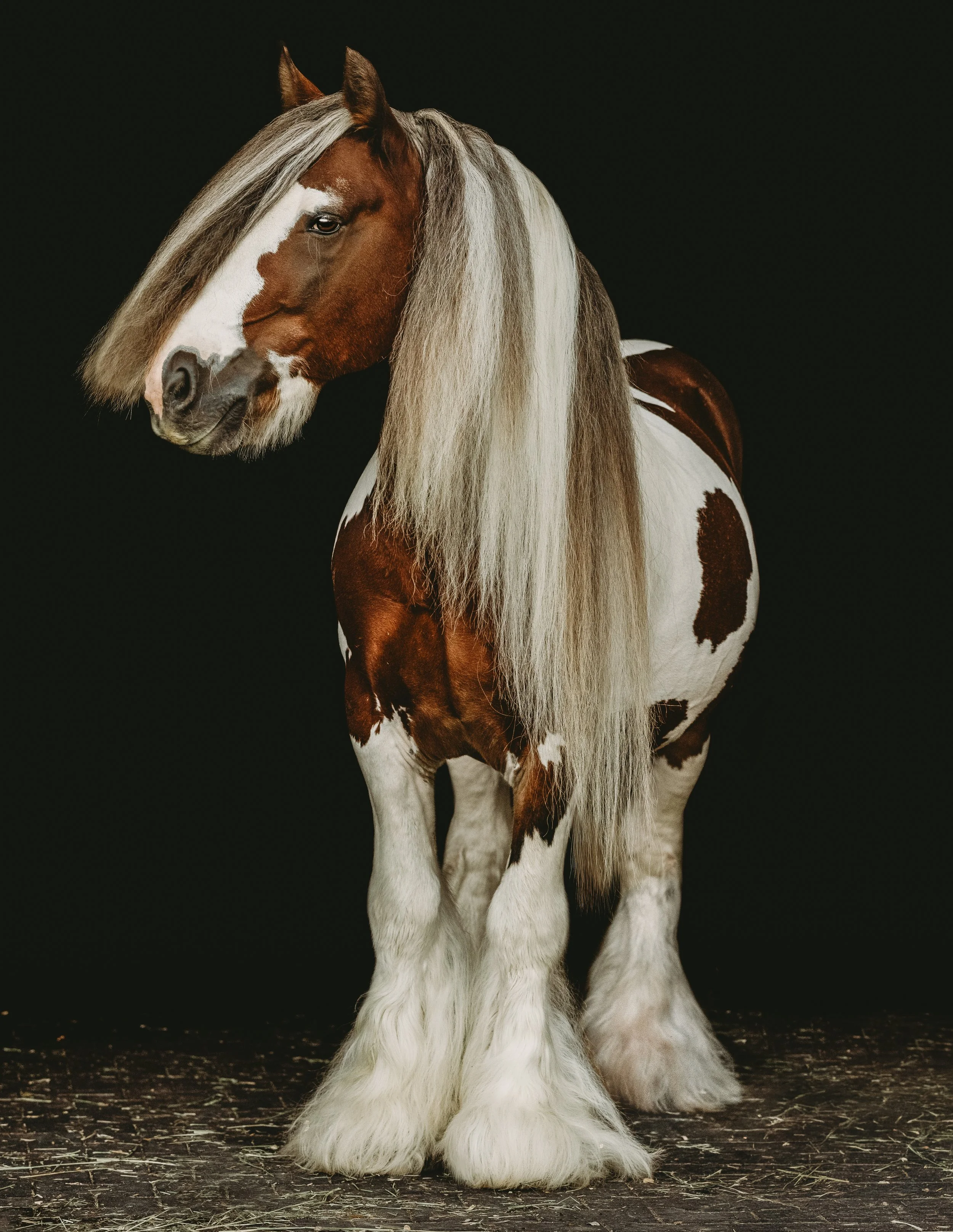 A close-up of a gypsy vanner horse with a long, flowing mane and feathers against a black background.