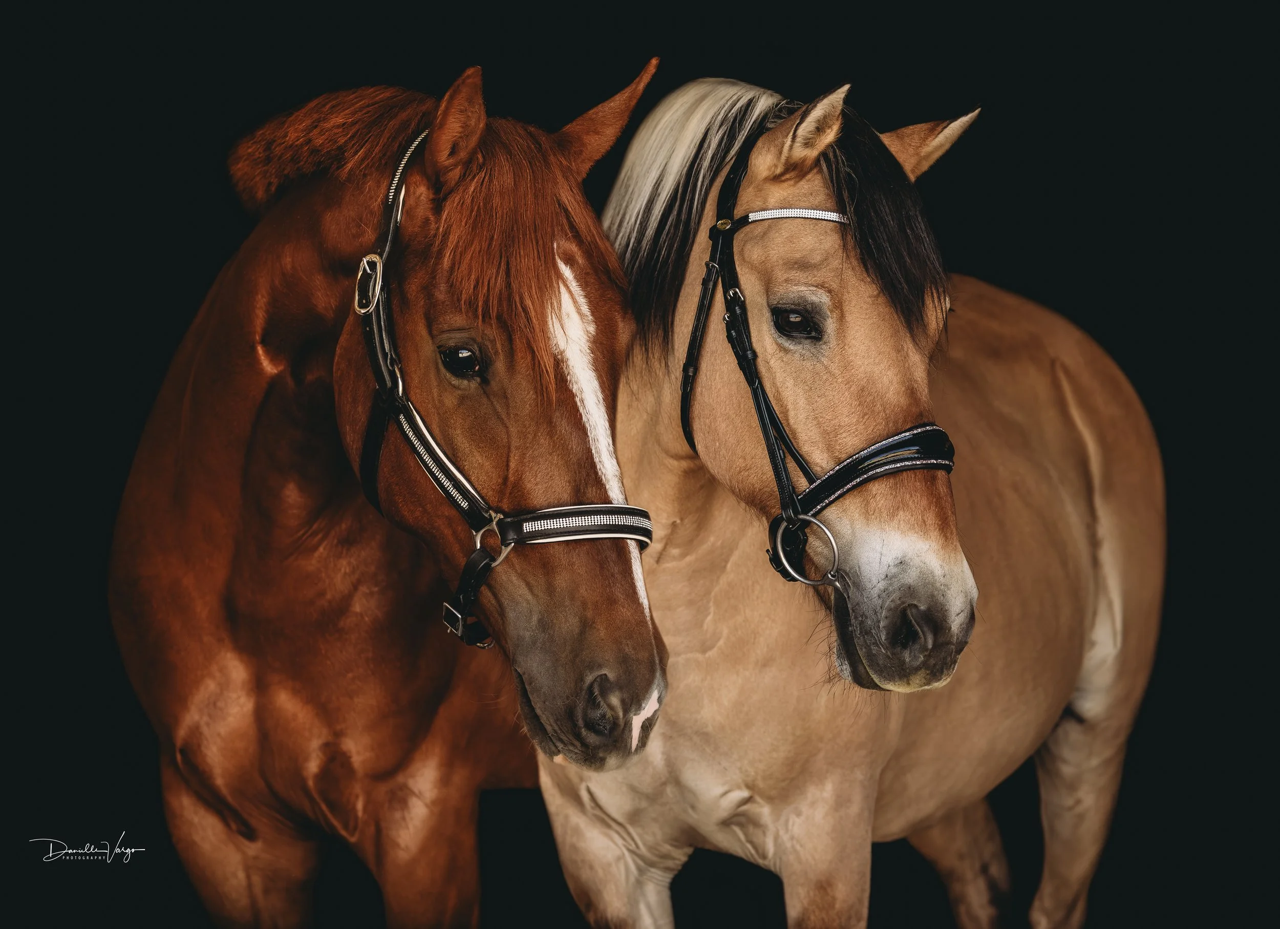 Two horses, one chestnut with a white blaze on its face and the other a fjord, standing close together against a dark background.