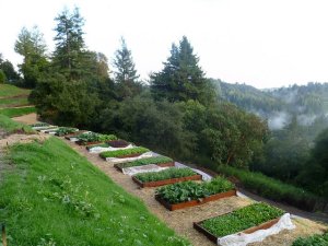 Designing the Perfect Vegetable Garden