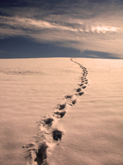 Social Isolation: The Perils of Going It Alone