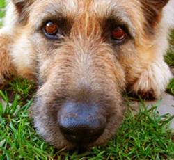 Does Being Mindful Mean Not Thinking?