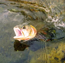 19 Fishing the Transitions_What Trout Can Teach You About Balancing Risk and Safety - A 250 x 242.jpg