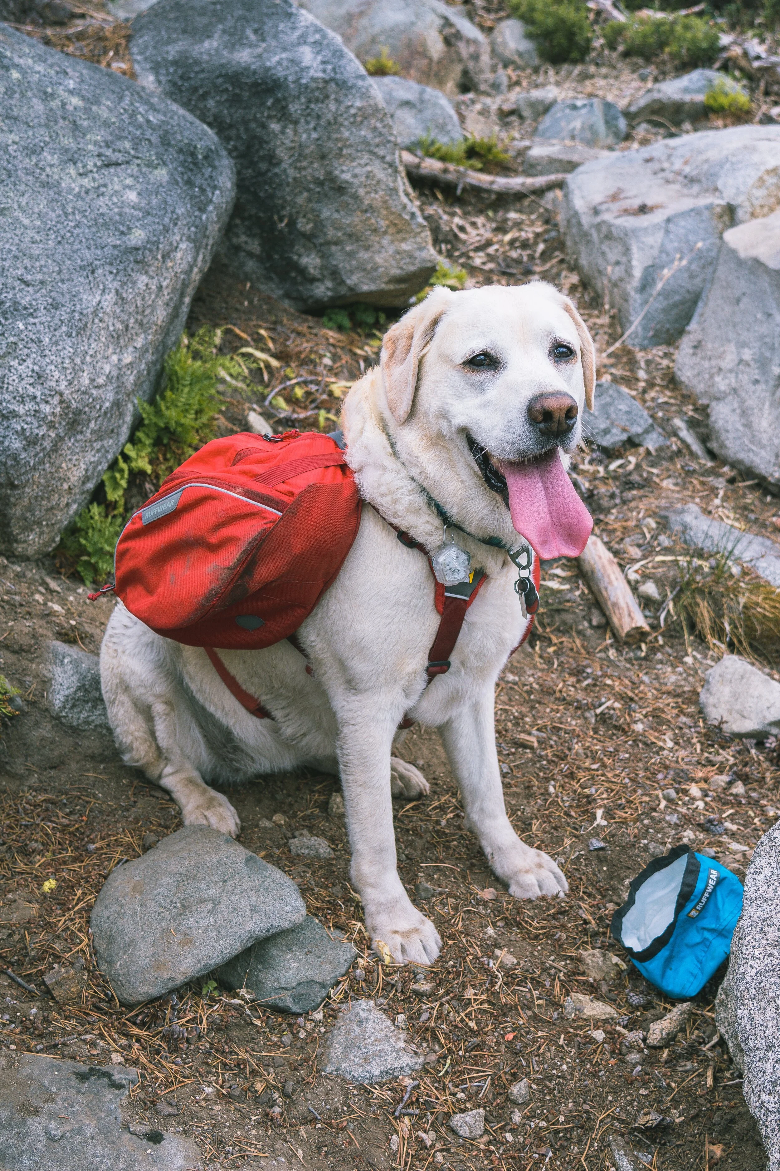 taking a dog backpacking
