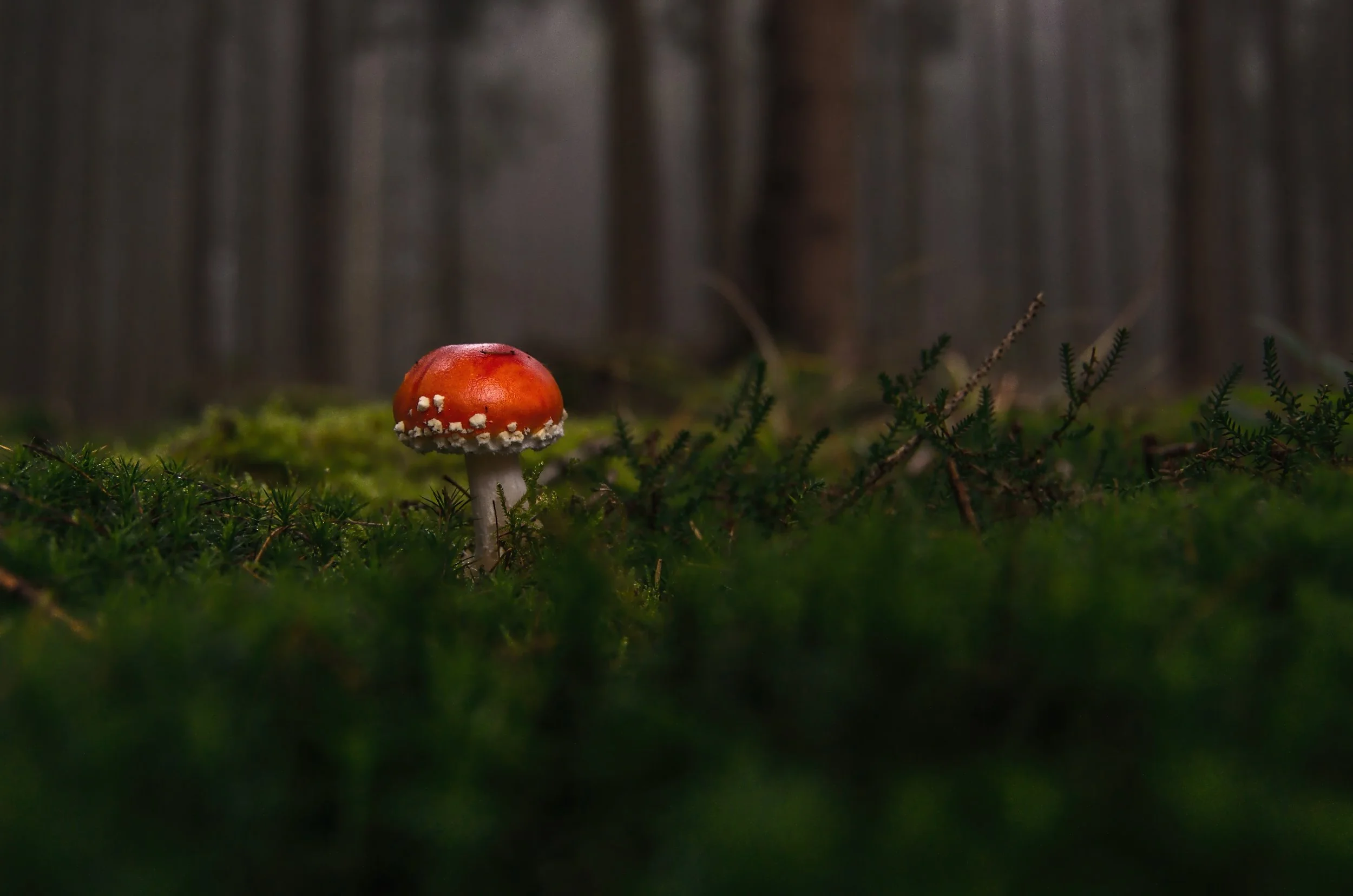 forest-macro-mushroom-33350.jpg