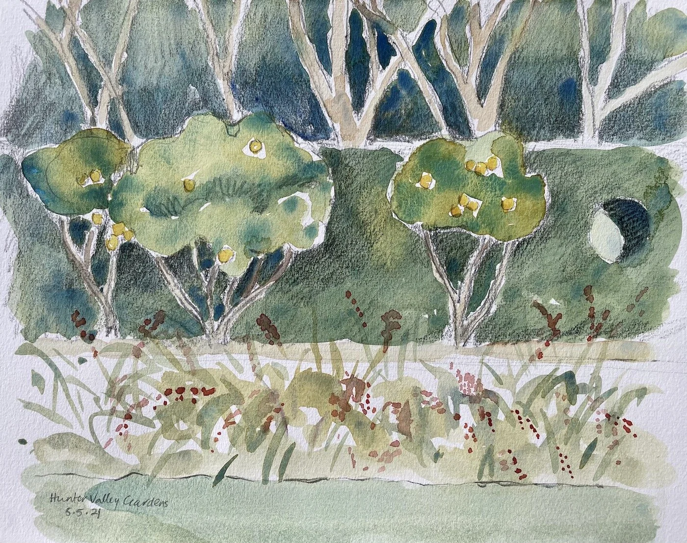   Hunter Valley Gardens  2021, 21x30cm, watercolour and graphite on watercolour paper 