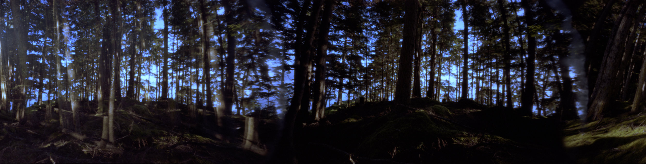 Alaskan Coastal Forrest