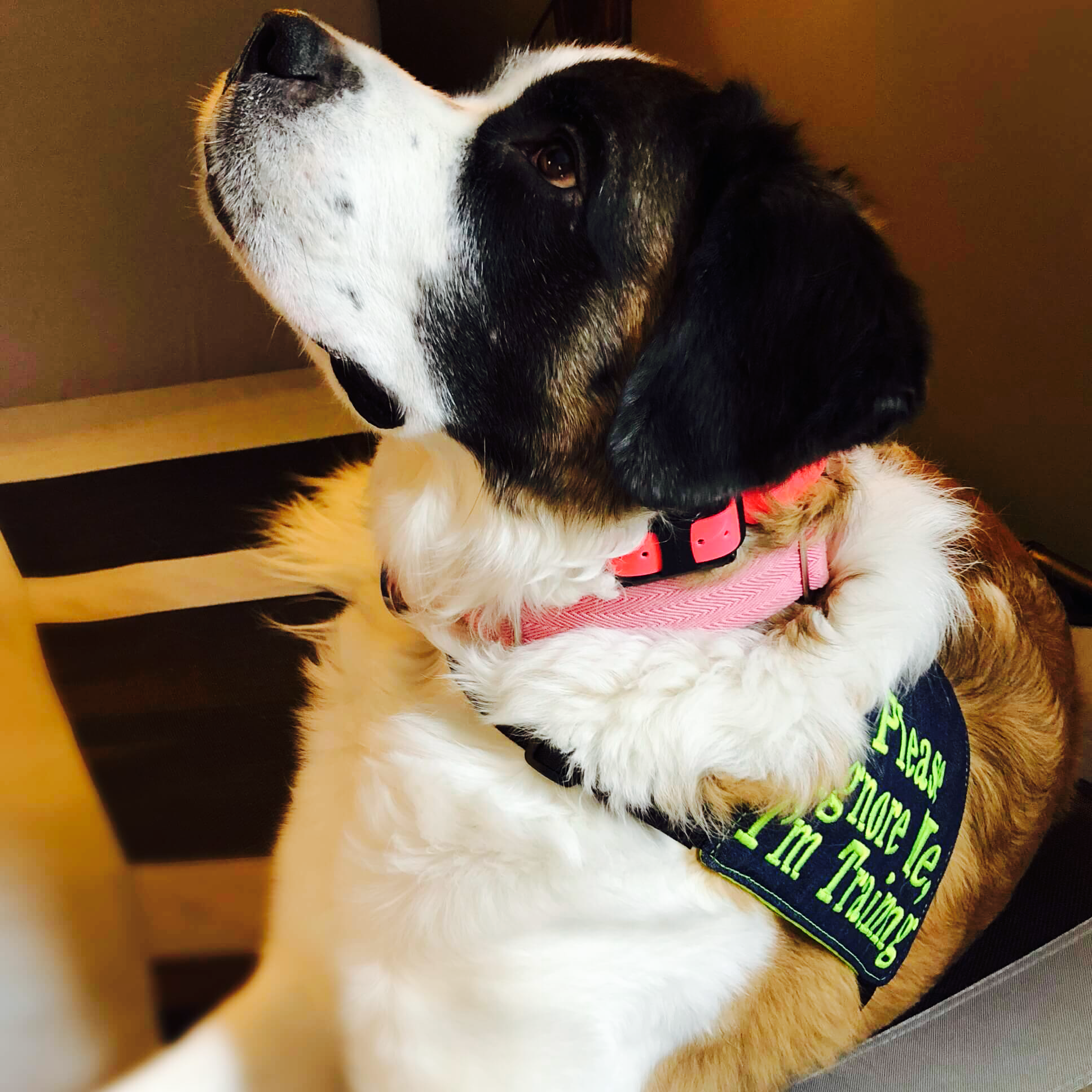 where can i buy an e collar for my dog
