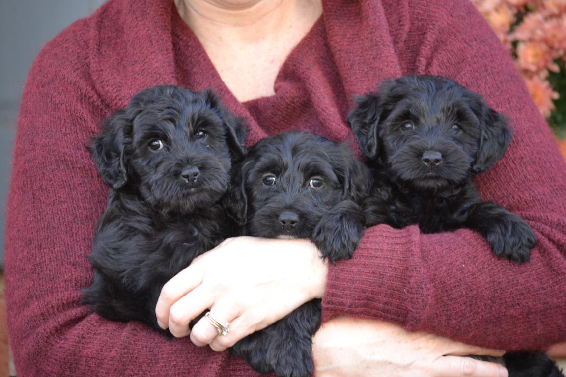 Black Labradoodles