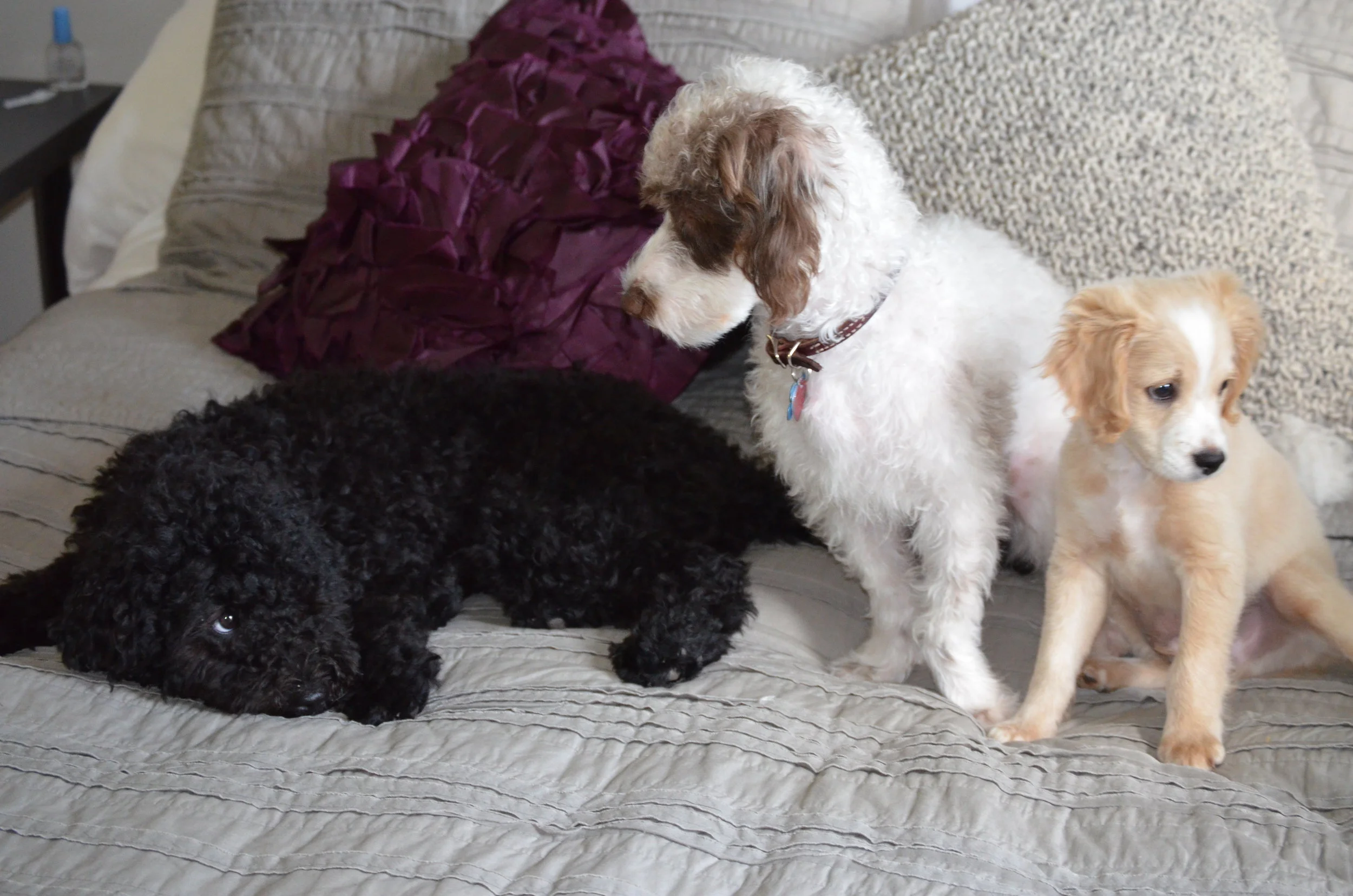 Are Labradoodles Purebred