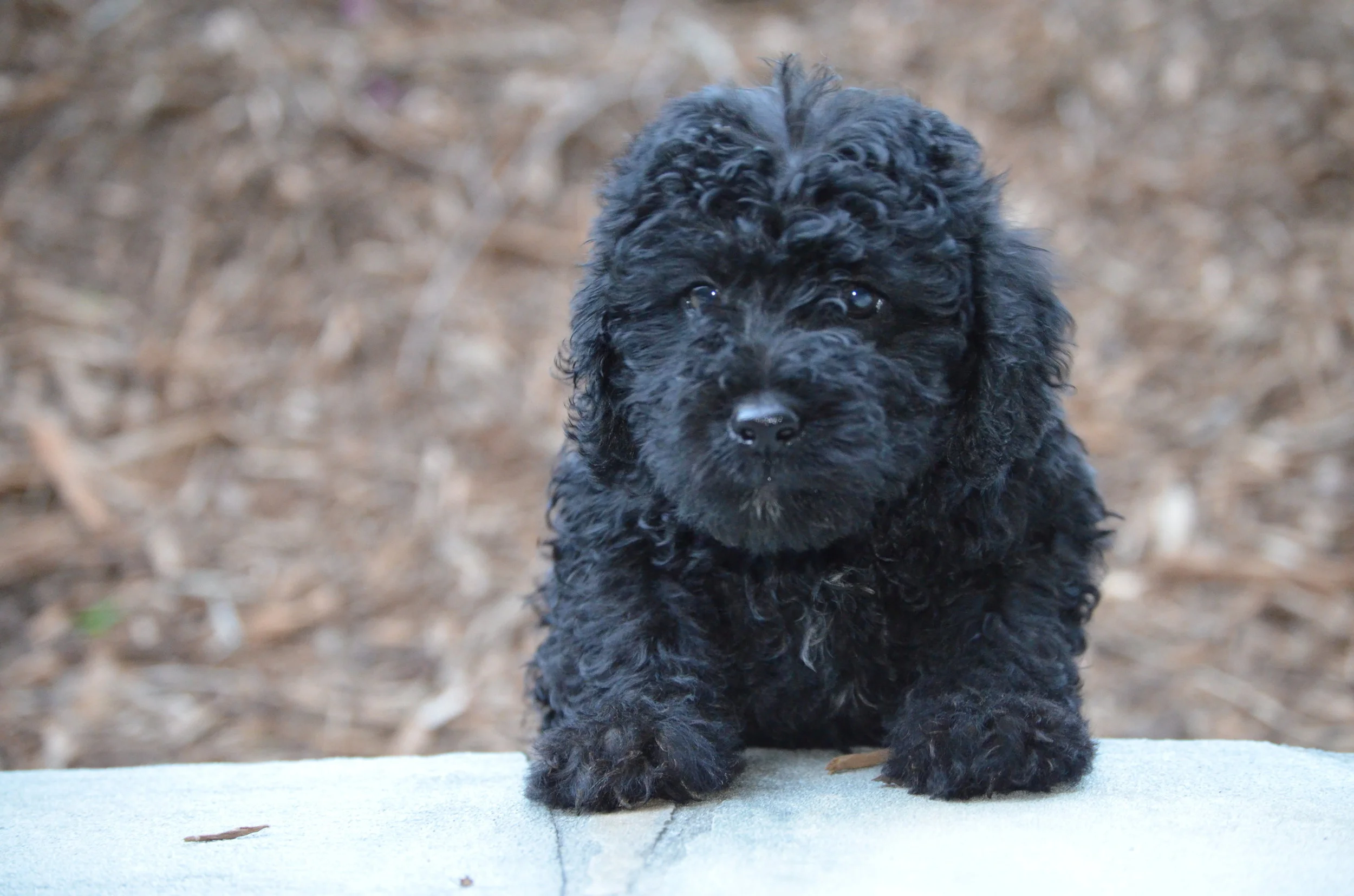 medium black labradoodle