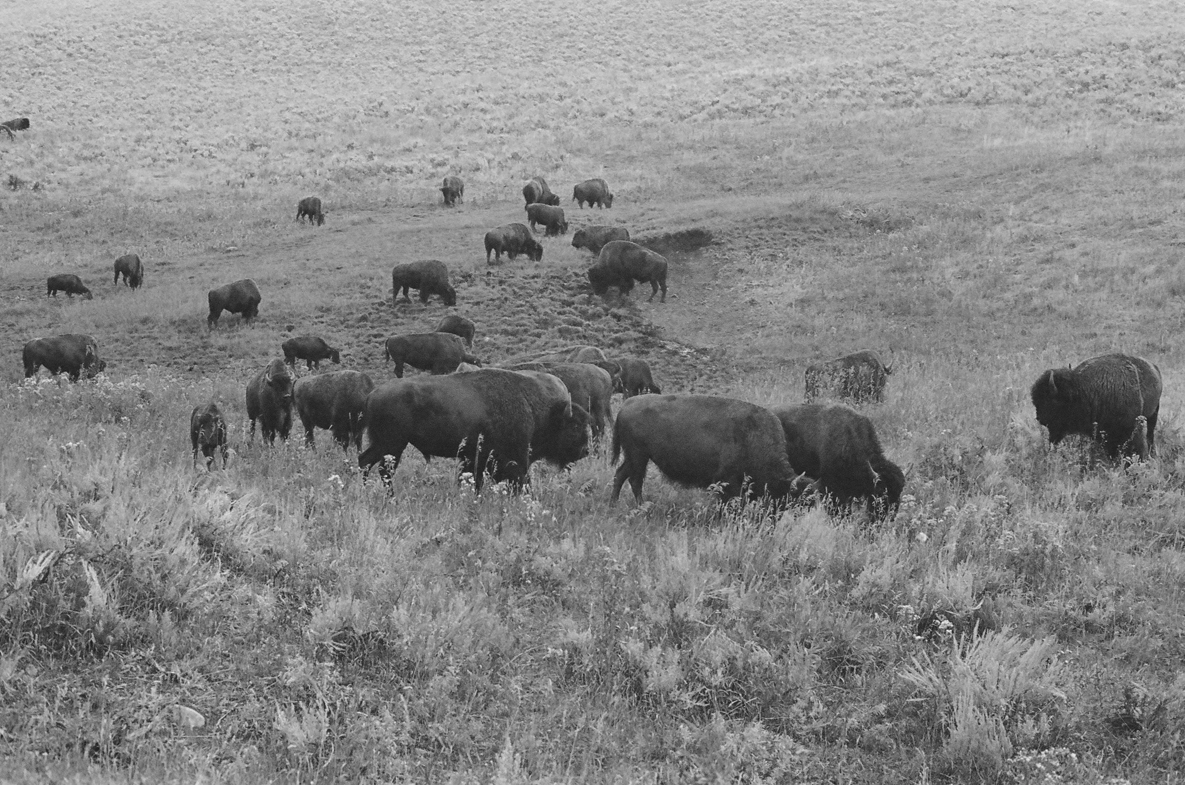 bison-cover.jpg