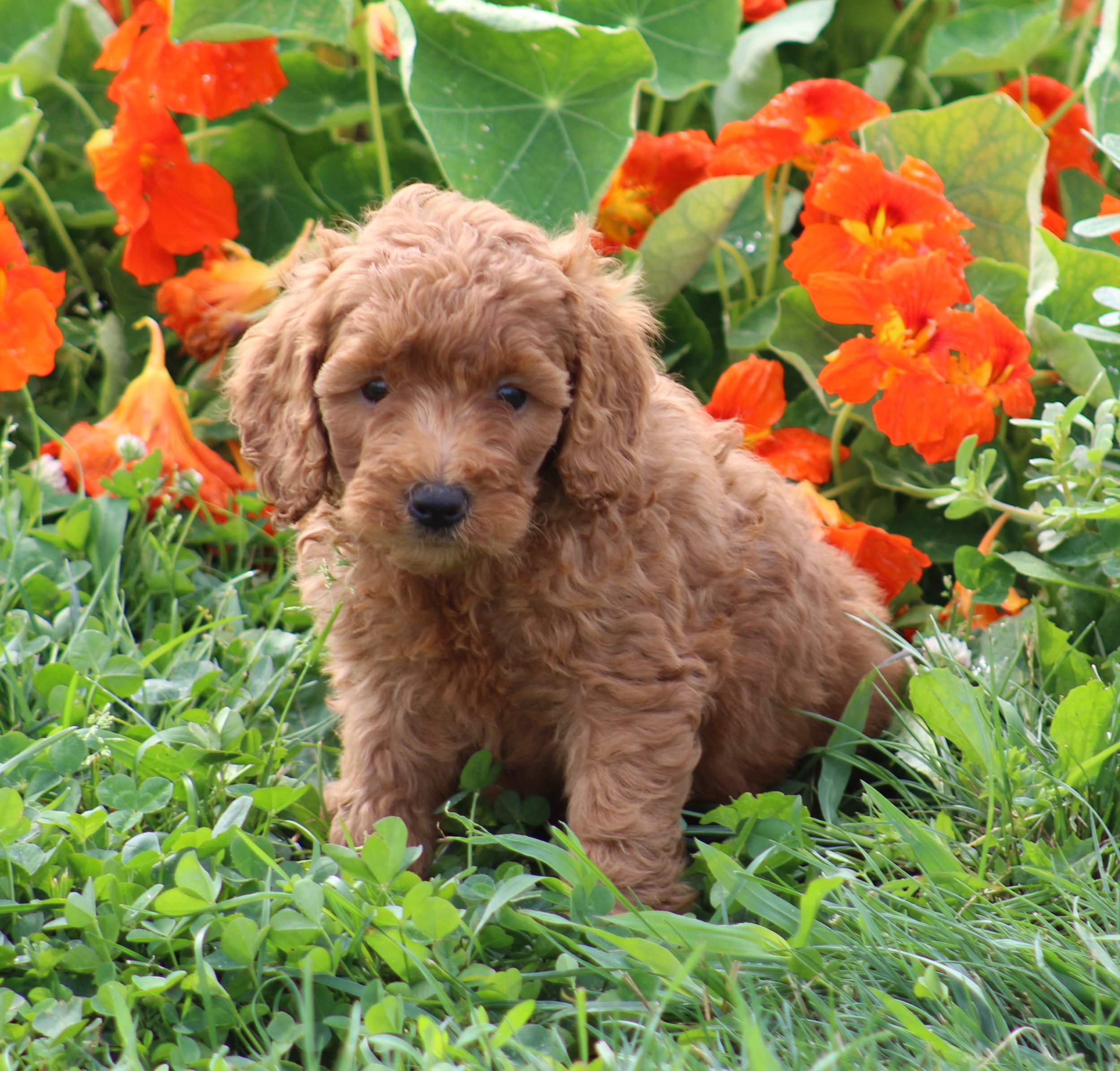 crockett doodles available puppies