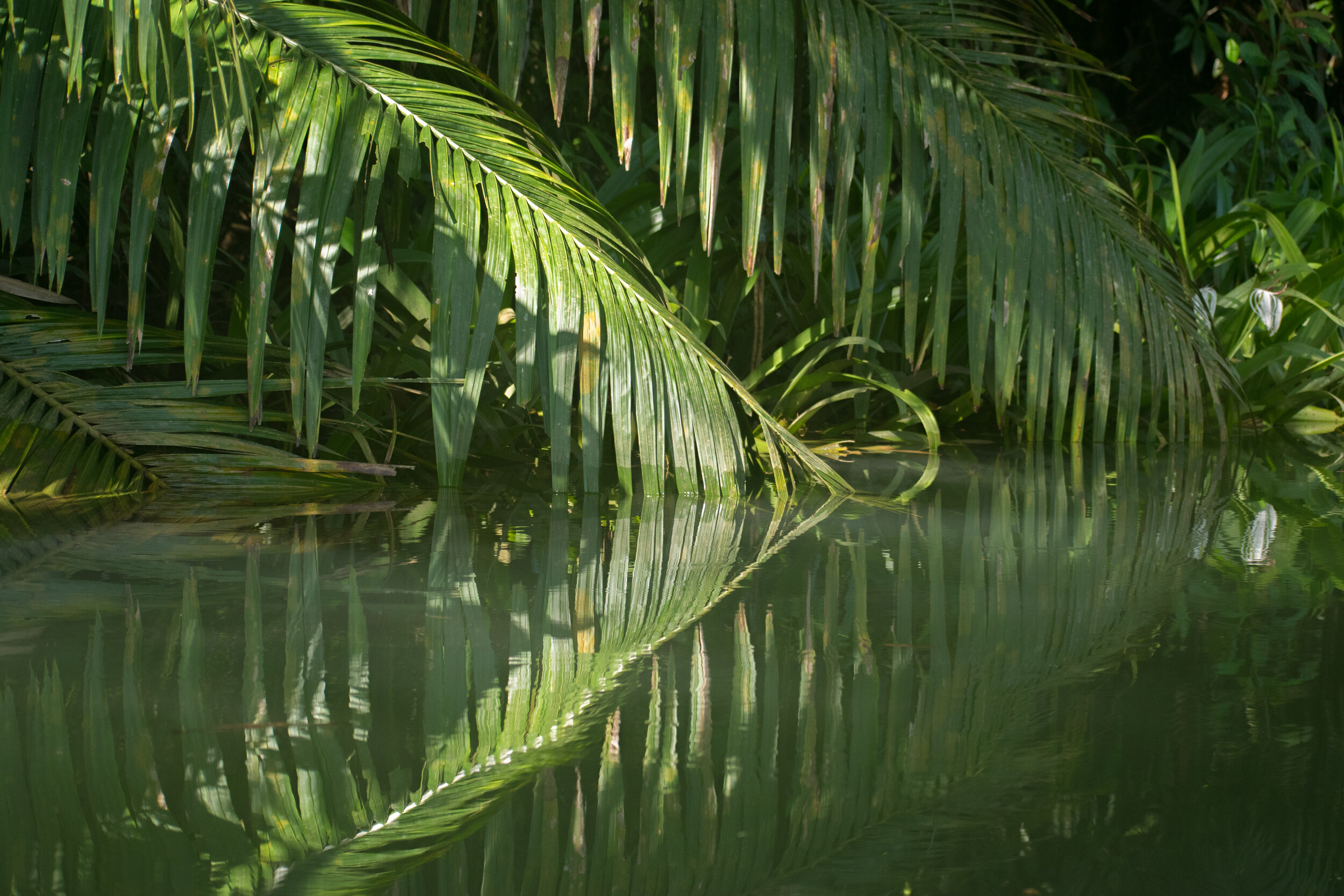 18-7-19 Costa Rica-80.jpg