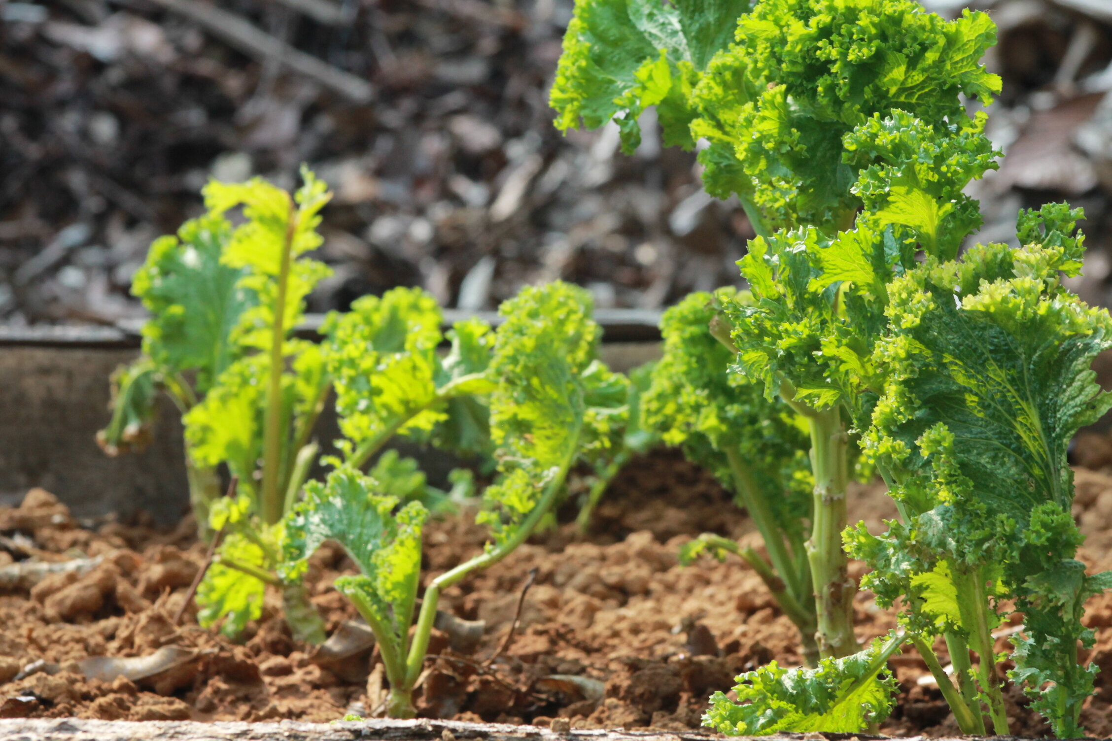 Organic Salad Greens