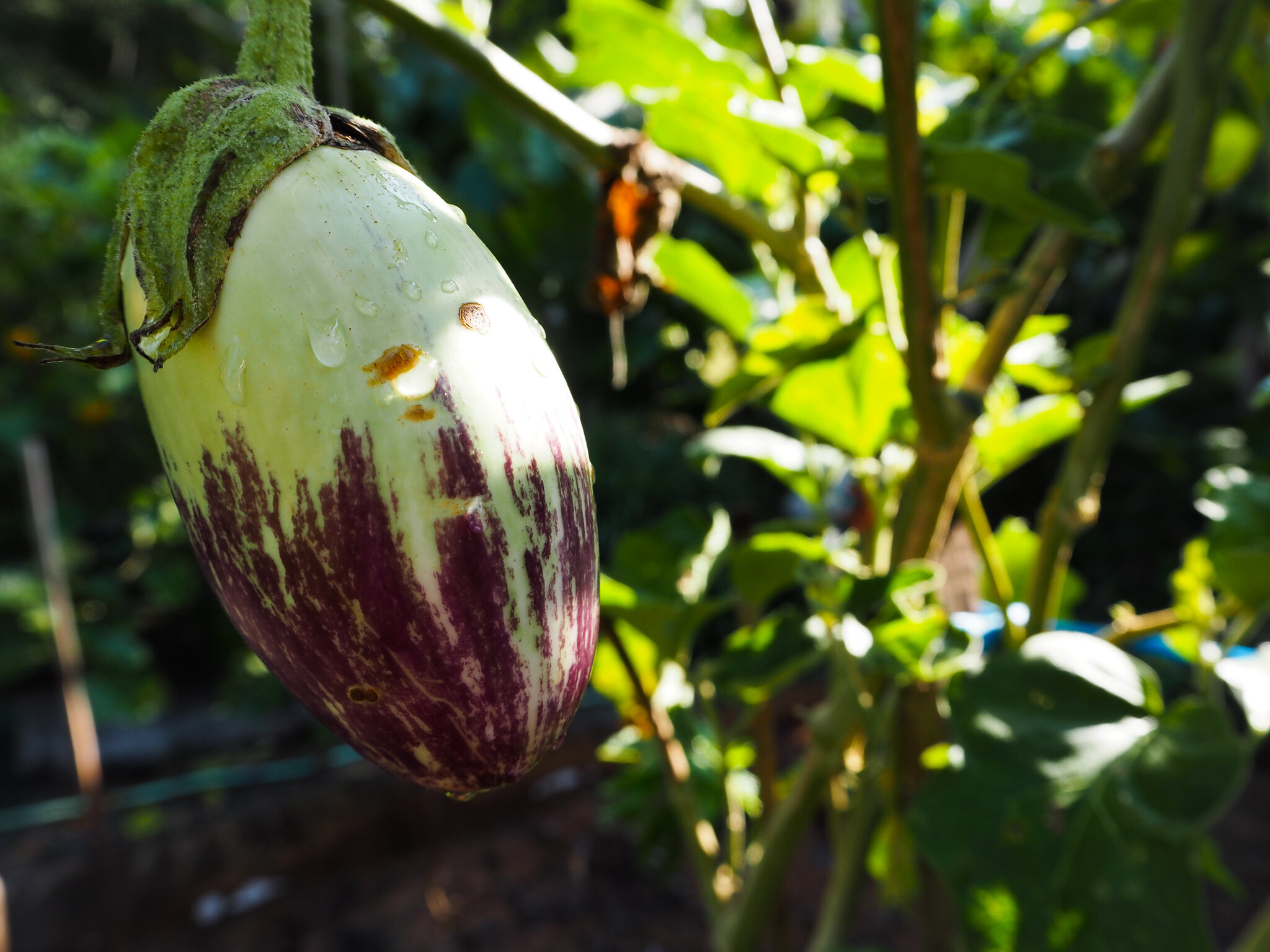 Organic Eggplants