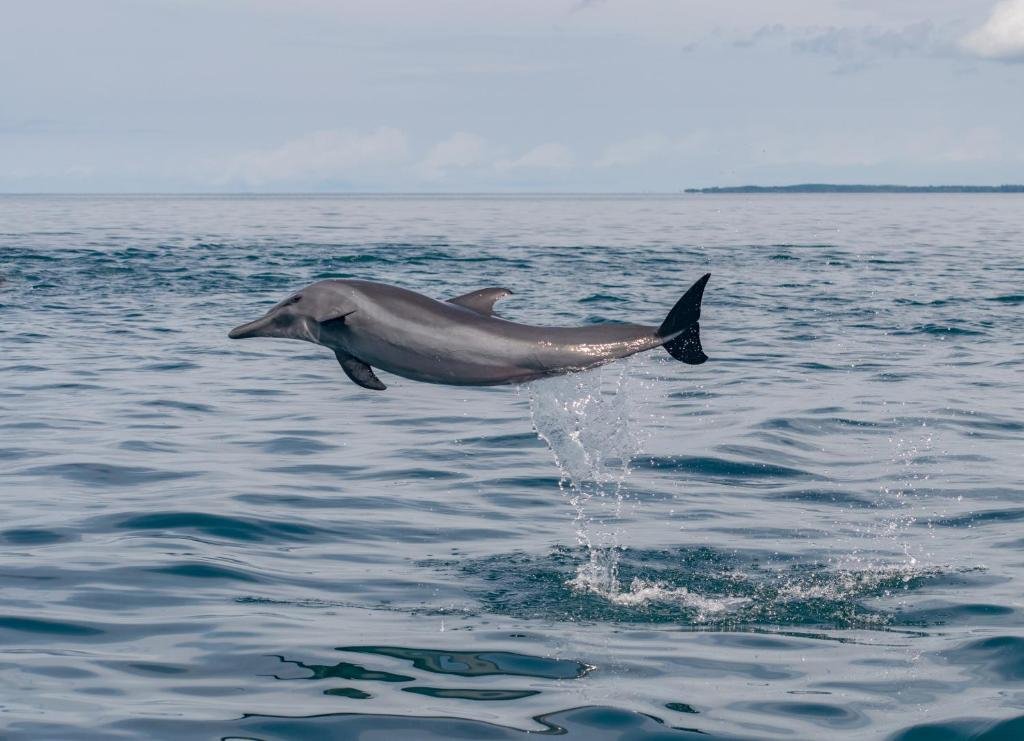 Dolphin Jumping Costa Rica.jpg
