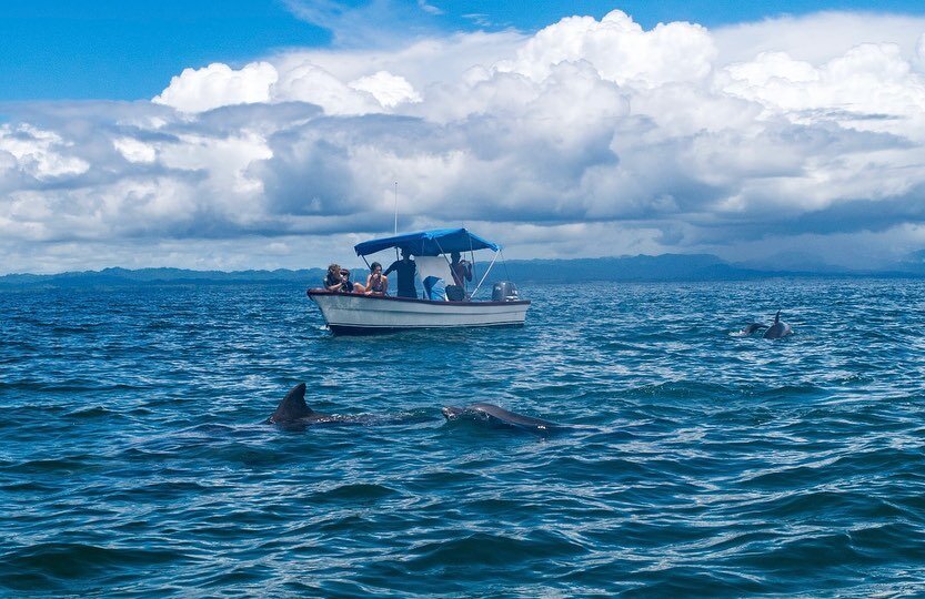 Have you taken a Mermaid Tour with @amyteresakhoo  from @shootingstaryoga? 🧜&zwj;♀️ 
The tour starts in Pavones and includes:
- Snorkeling Golfo Dulce, the virgin coast of Costa Rica, to see sea creatures and coral 🪸🐠 
- Possible dolphin sightings