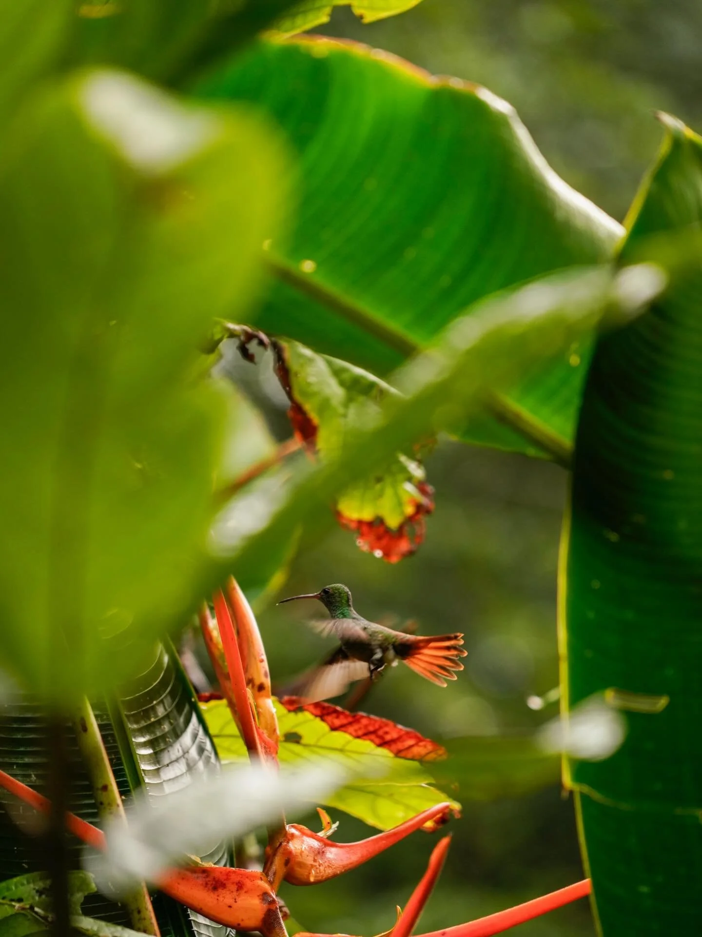 Hummingbird spotted looking for nectar 🌺🐦

Moments like this are why we say..come feel nature heal 🌿

📸: @holalenita 

#dolphinquestcostarica #puravida #junglelodge #ecotourism #ecolodge #piedrasblancasnationalpark #hummingbird