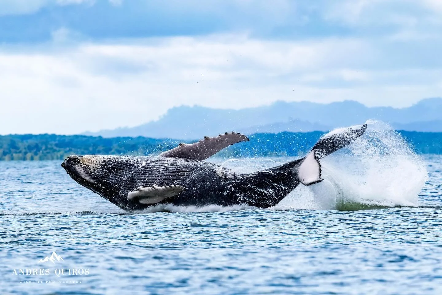Few places in the world are as magical as the Golfo Dulce during humpback whale season 🐋

These gentle giants travel thousands of miles to rest and raise their calves in the calm, warm waters of our gulf. Every splash of a tail and every breach feel