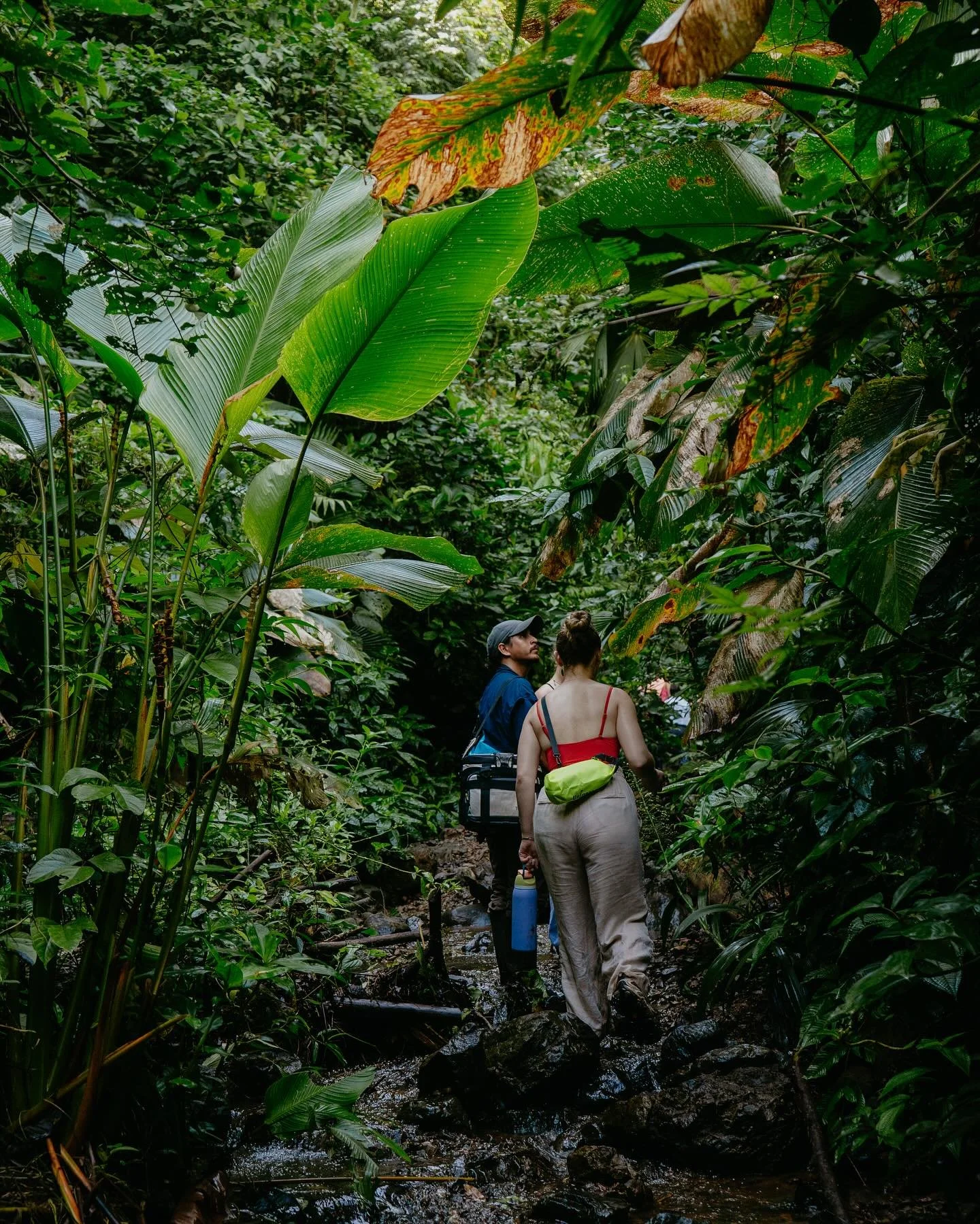 Step into the heart of the primary rainforest 🌿

At Dolphin Quest Jungle Lodge, our jungle hikes connect you to the heartbeat of the rainforest &mdash; its plants, its wildlife, and its role in a sustainable future.

Come see why this land is worth 