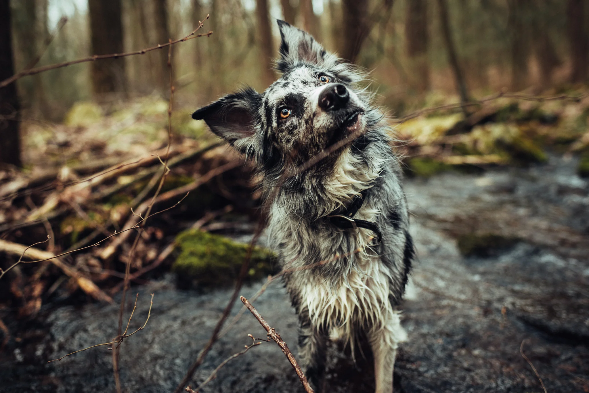 State-College-Pet-Portrait-Photographer-11.jpg