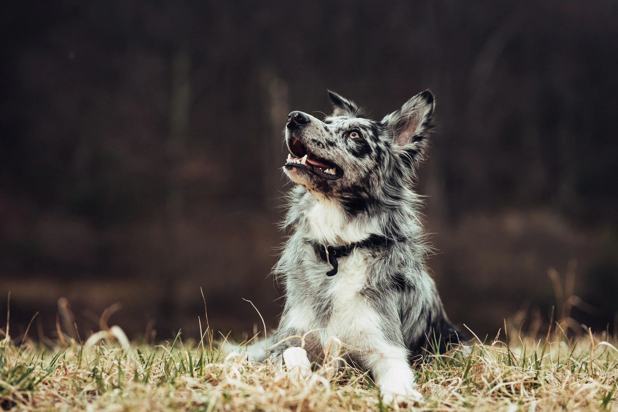 State-College-Pet-Portrait-Photographer-46.jpg