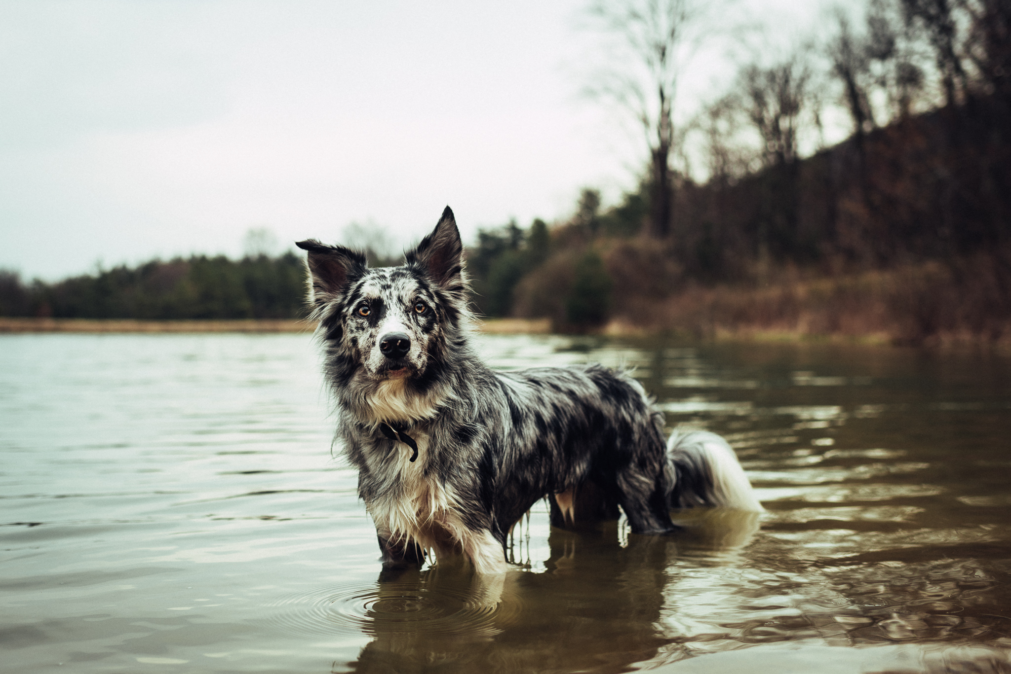 State-College-Pet-Portrait-Photographer-78.jpg