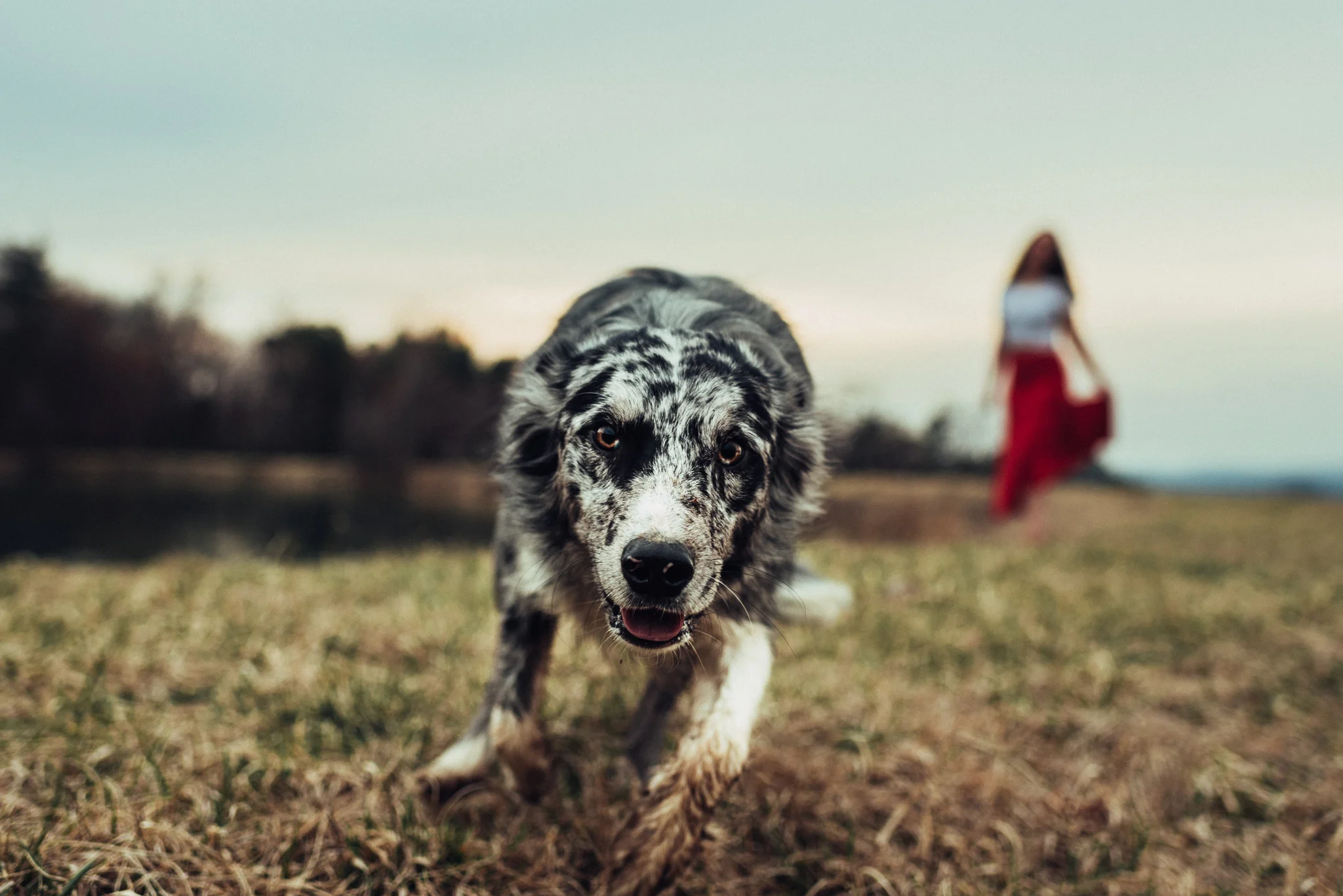 State-College-Pet-Portrait-Photographer-94.jpg