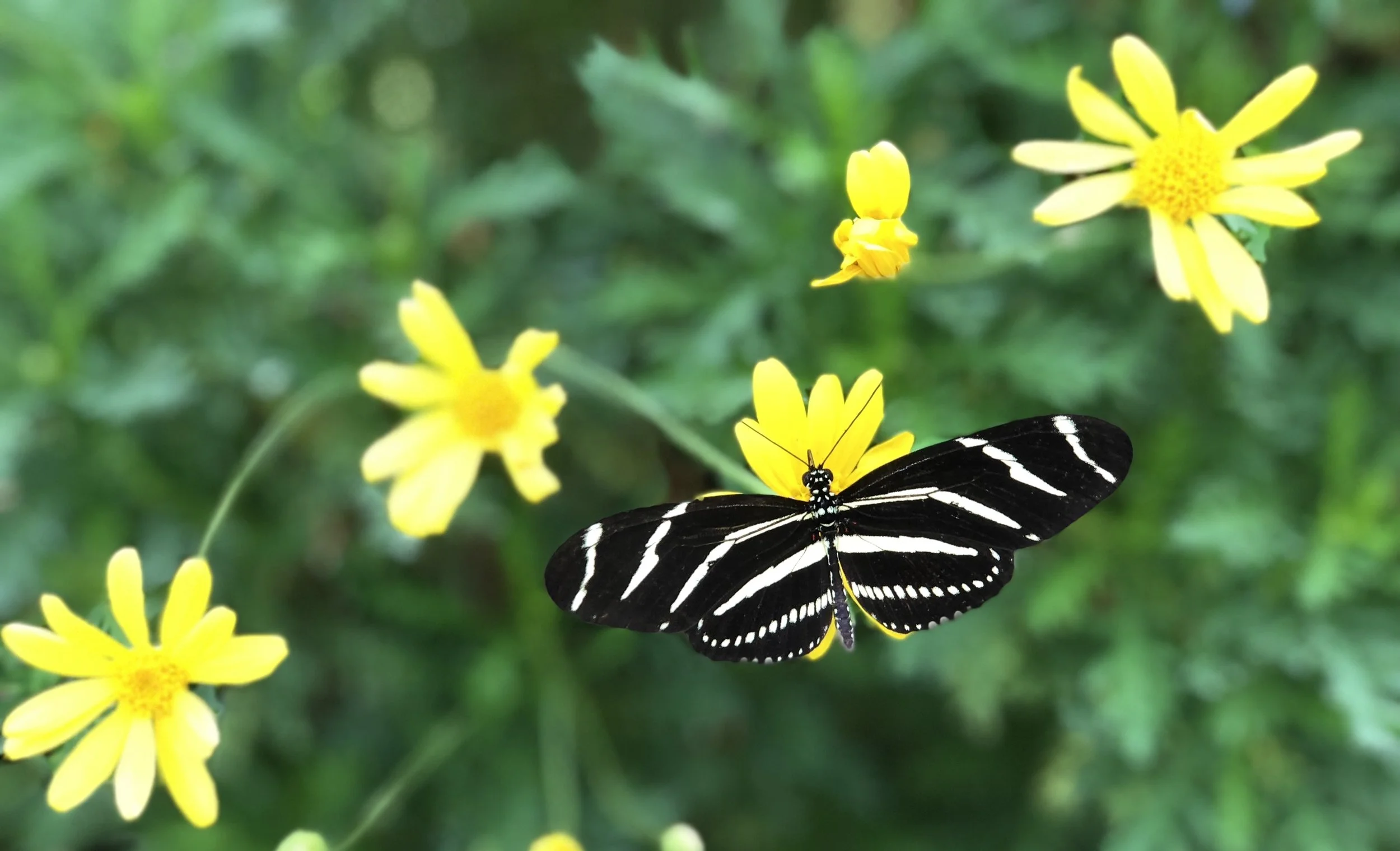 butterfly1.jpg