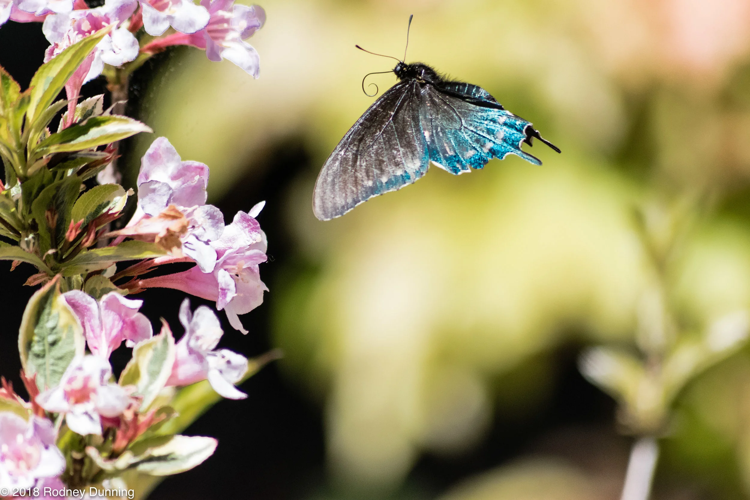 JCRaulstonArboretum-0112.jpg