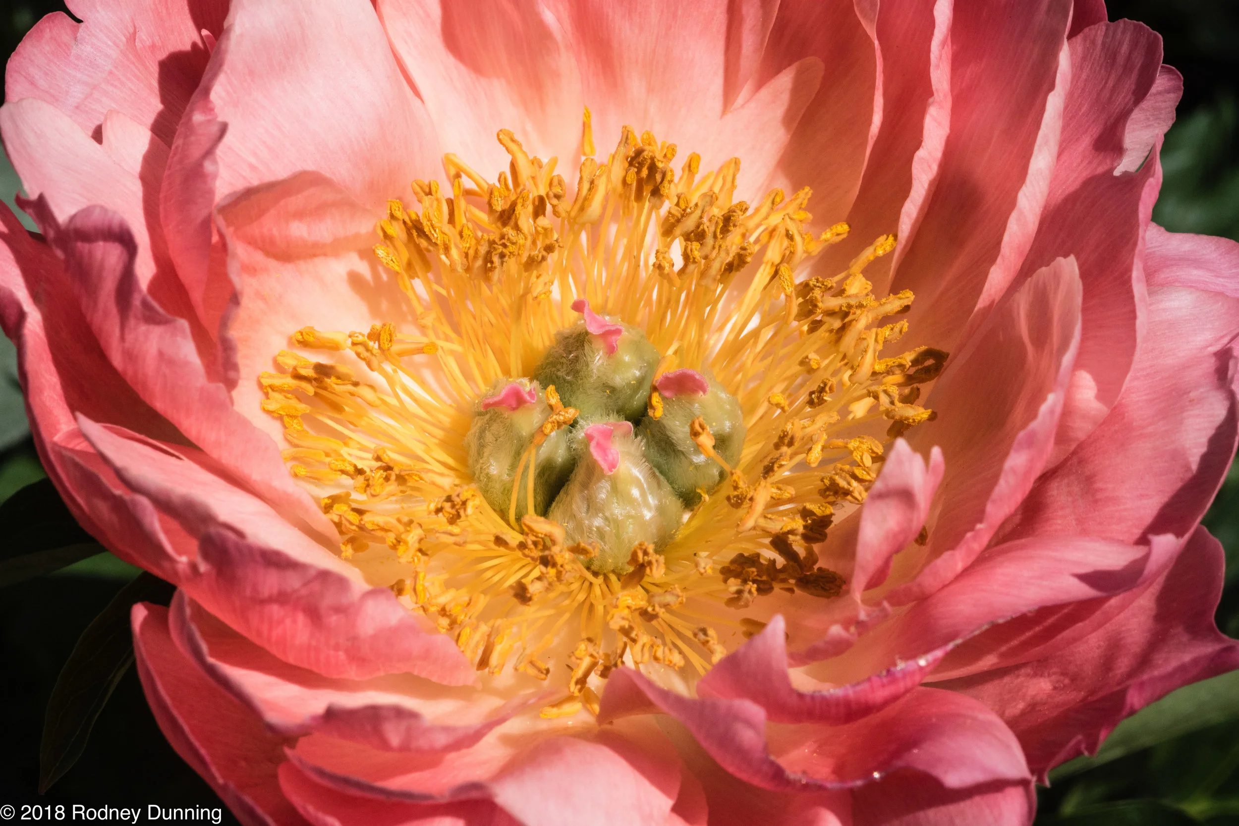 JCRaulstonArboretum-0169.jpg