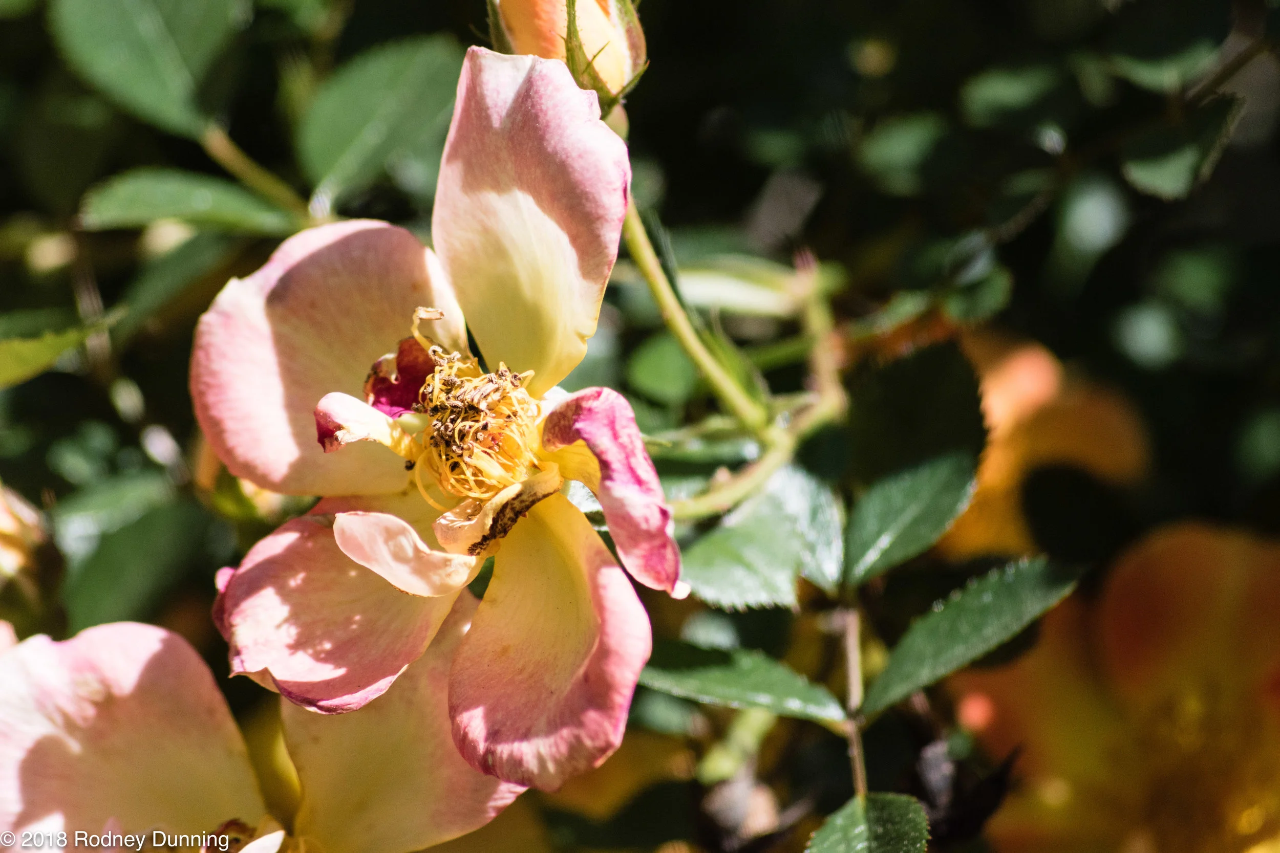 JCRaulstonArboretum-0274.jpg