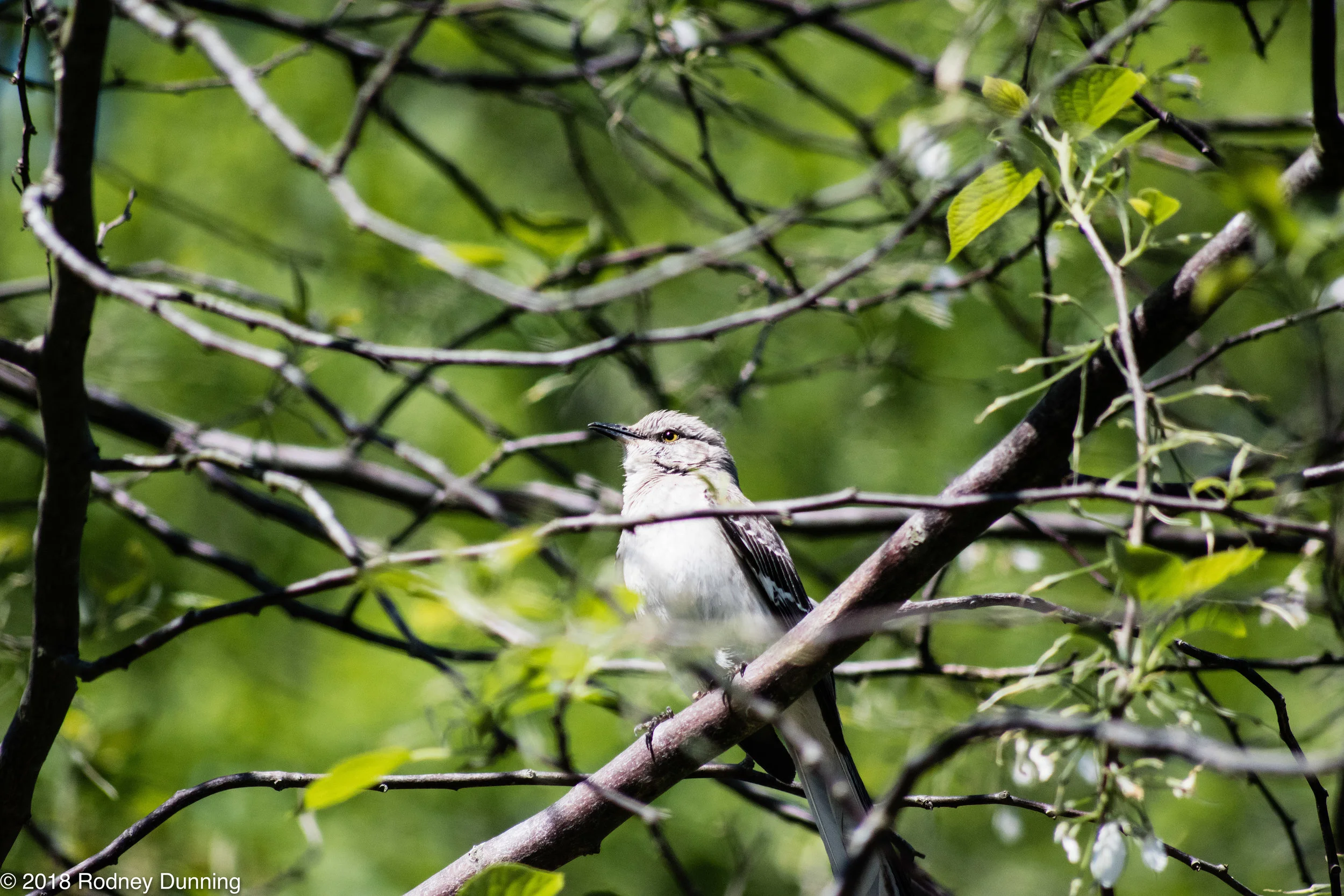 JCRaulstonArboretum-0311_edited.jpg