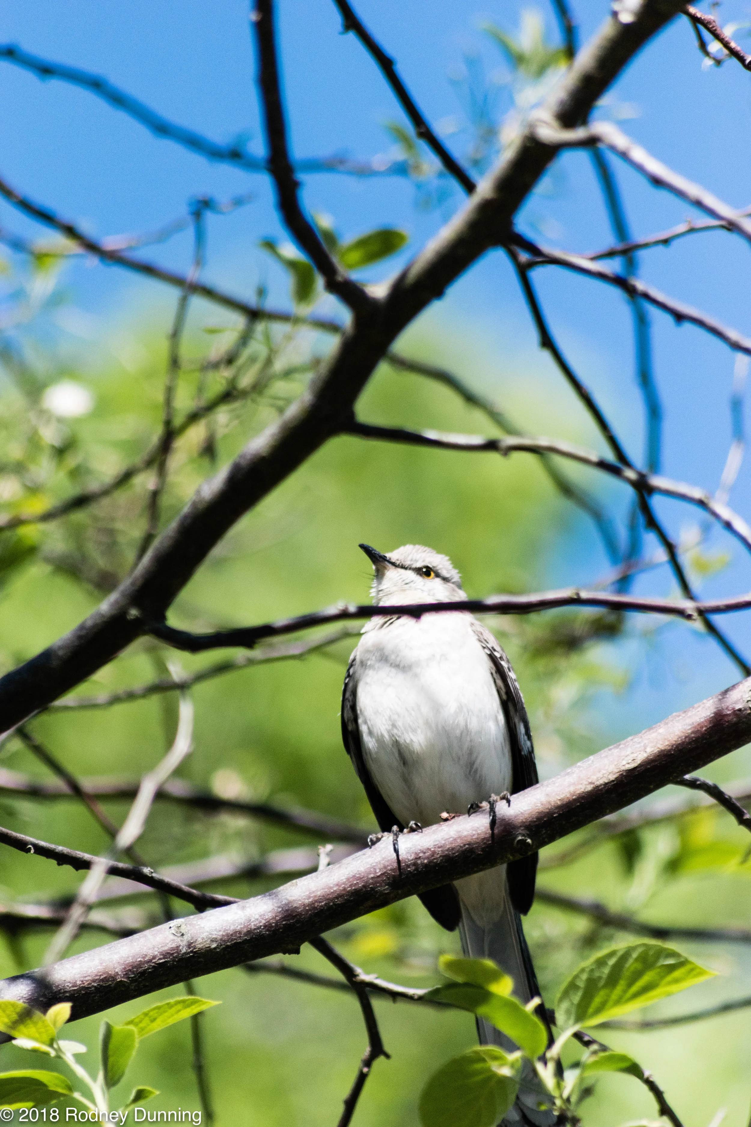 JCRaulstonArboretum-0319.jpg