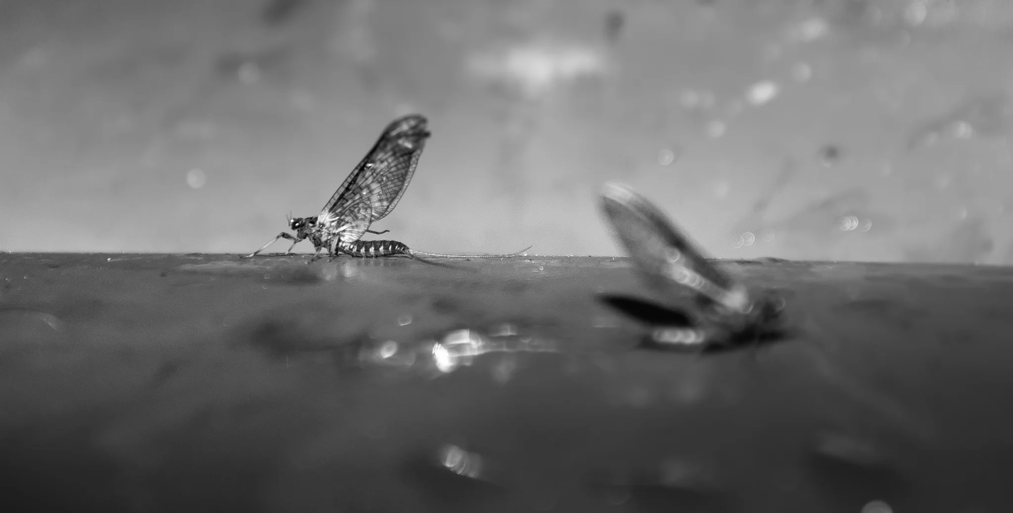 The Infamous Coloburiscus Mayfly