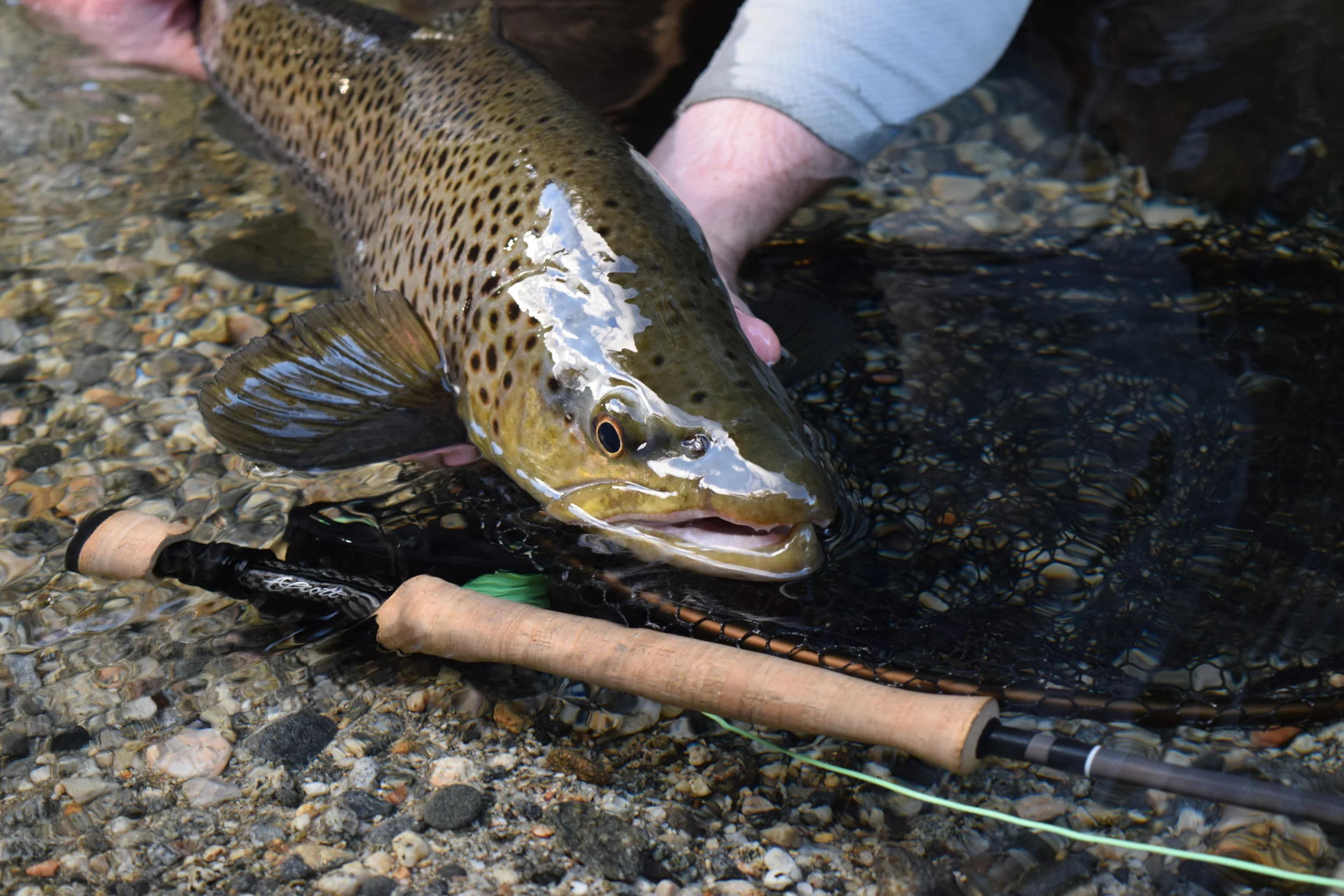 Fiordland Fly Fishing Guide Brown Trout