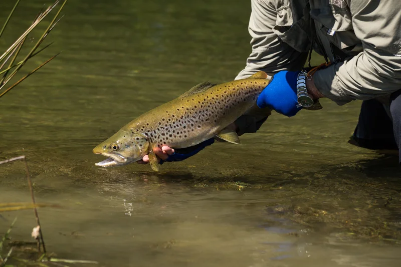 Solid Southland Brown
