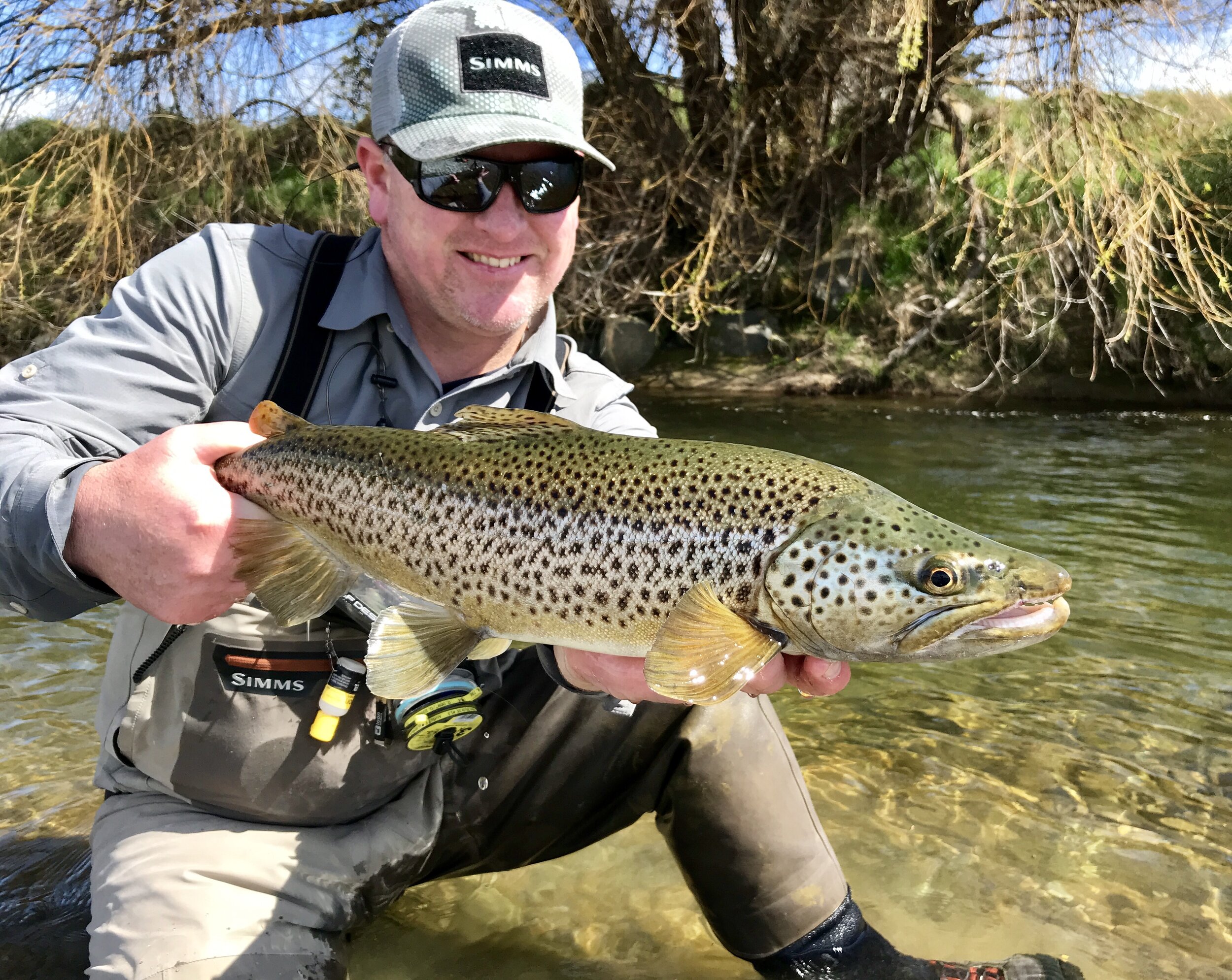 Brown Trout South Island New Zealand Te Anau