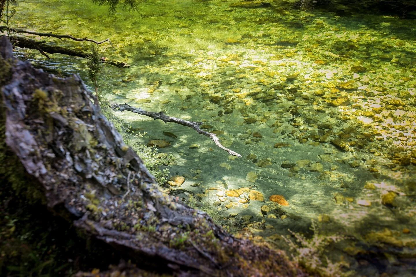 The bigger the smarter. This fish had the little extra chink in his armour. Let the game begin.
Photo: @fiordland_fishing_guide 
#bigbrowntrout #flyfishing #backcountry #fiordlandnationalpark #gincleartravel