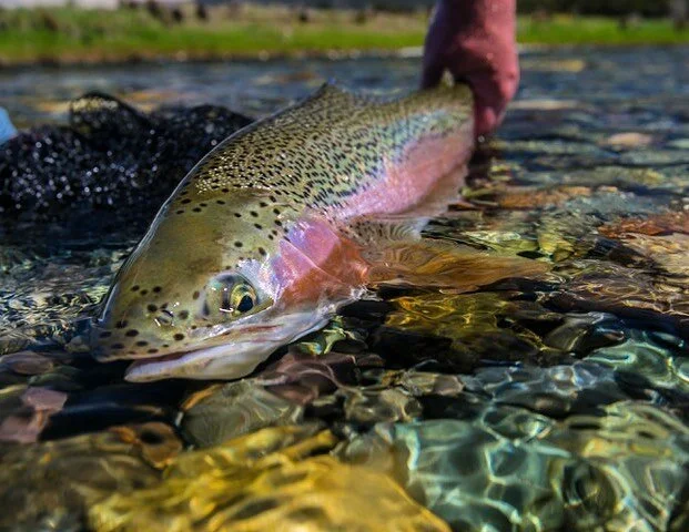 The rivers are going to be in there prime this week. Already received a couple of bookings. If your interested and in the Fiordland region then give us a buzz. Looks like another front coming for the weekend so get in quick. 

#fiordlandfishingguide #flyfishingguide #flyfishingnewzealand #newzealandflyfishing #fiordlandnz #rainbowtroutflyfishing #rainbowtrout #browntrout