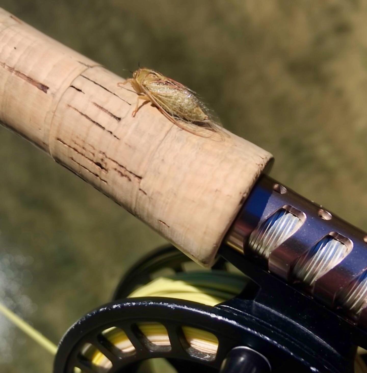 Cicadas // Sometimes size matters 

@fiordland_fishing_guide 

#sizematters #fiordlandnz #flyfishingnz #flyfishnewzealand